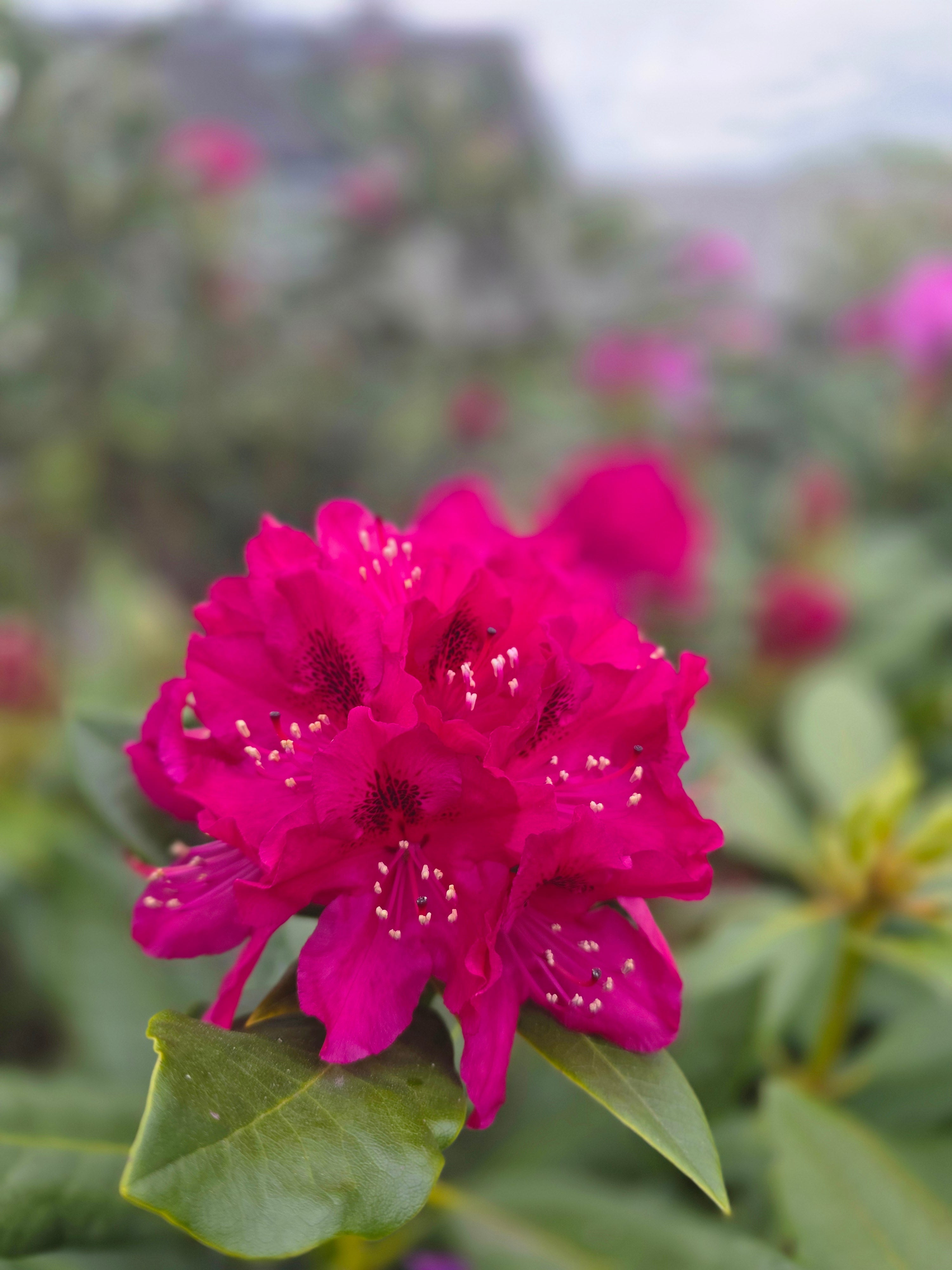 Rhododendron-Hybride 'Nova Zembla' - Rhododendron Hybride 'Nova Zembla'