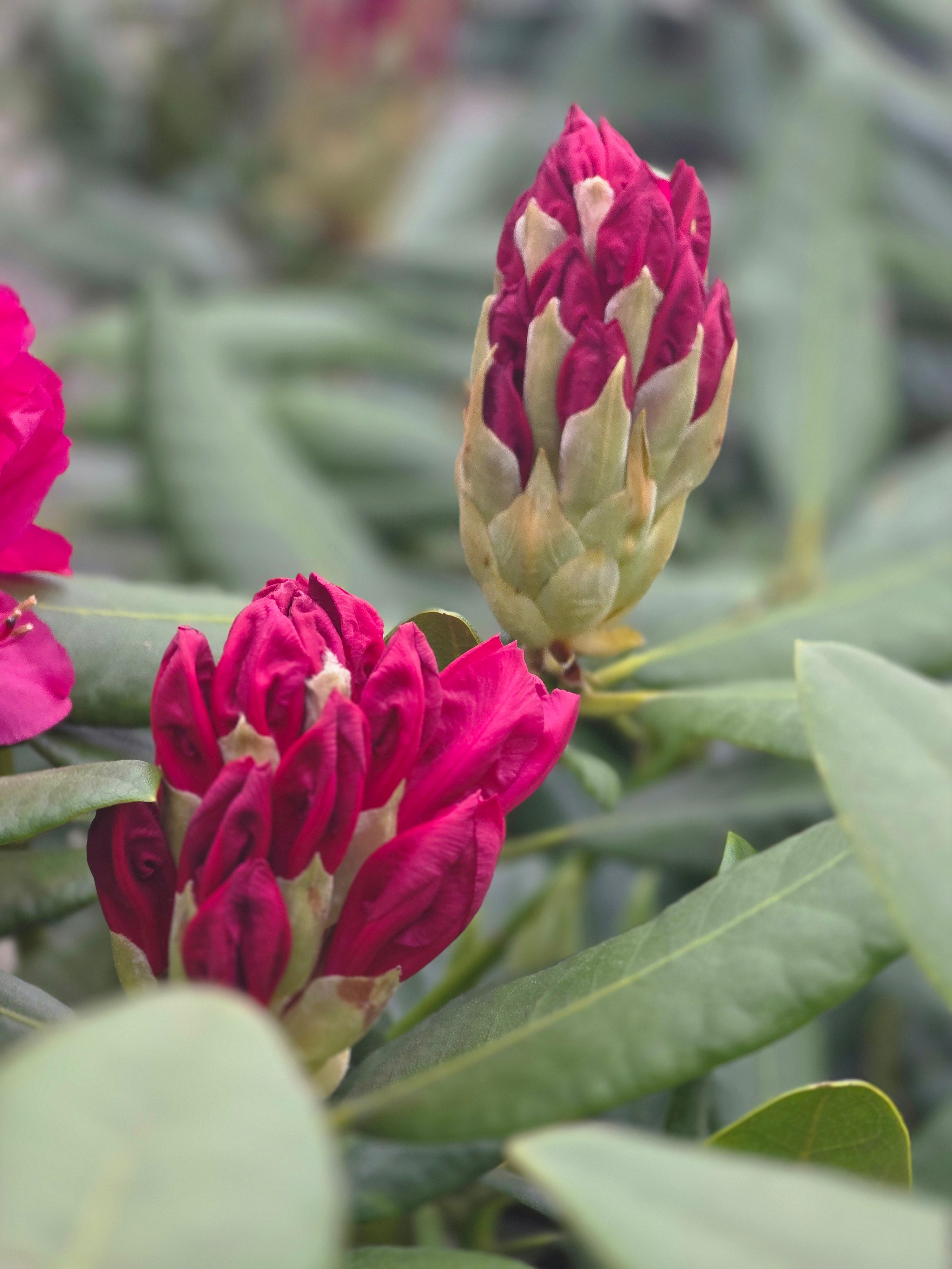 Rhododendron-Hybride 'Nova Zembla' - Rhododendron Hybride 'Nova Zembla'