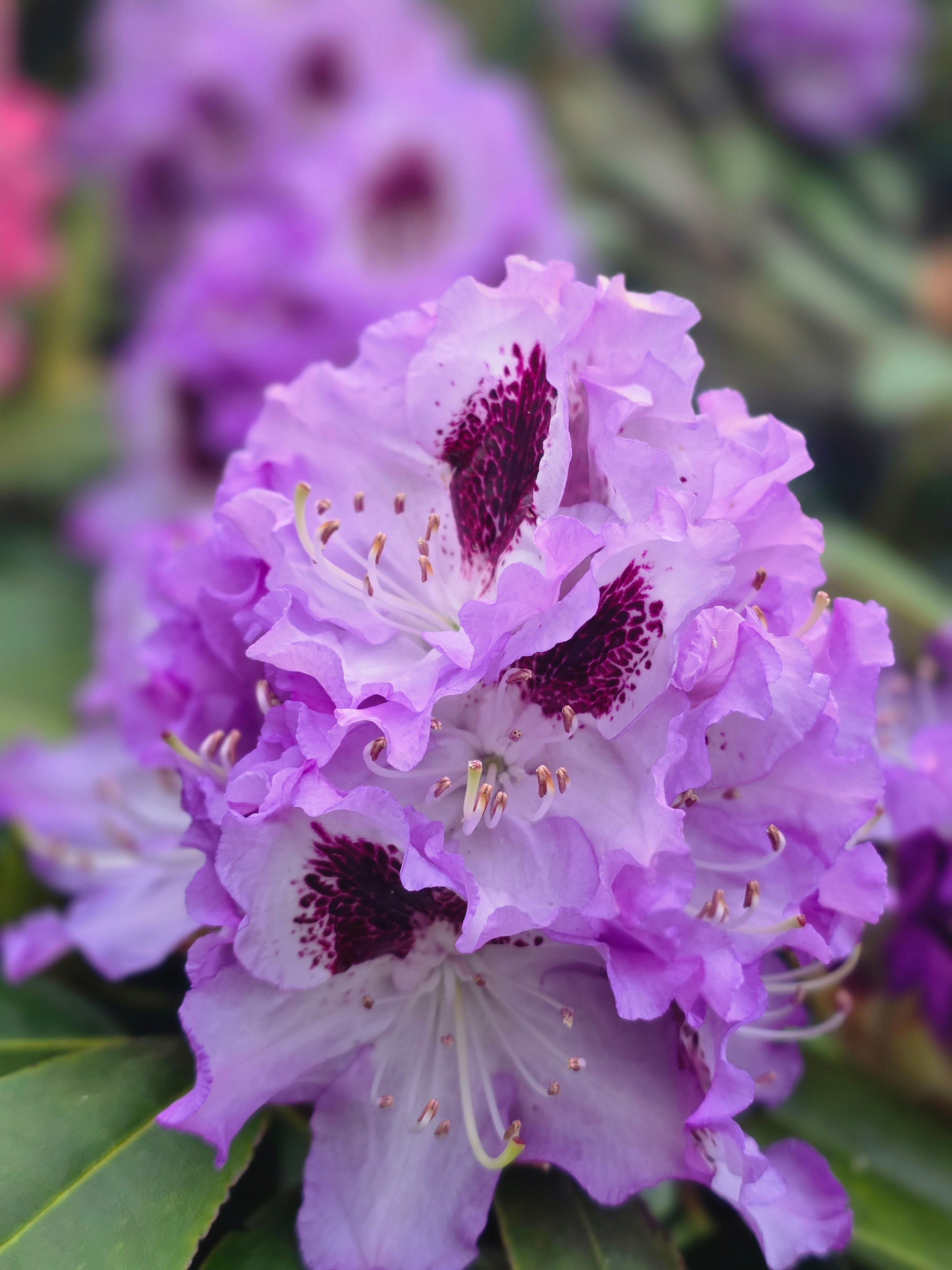 Rhododendron-Hybride 'Catawbiense Boursault' - Rhododendron Hybride 'Catawbiense Boursault'