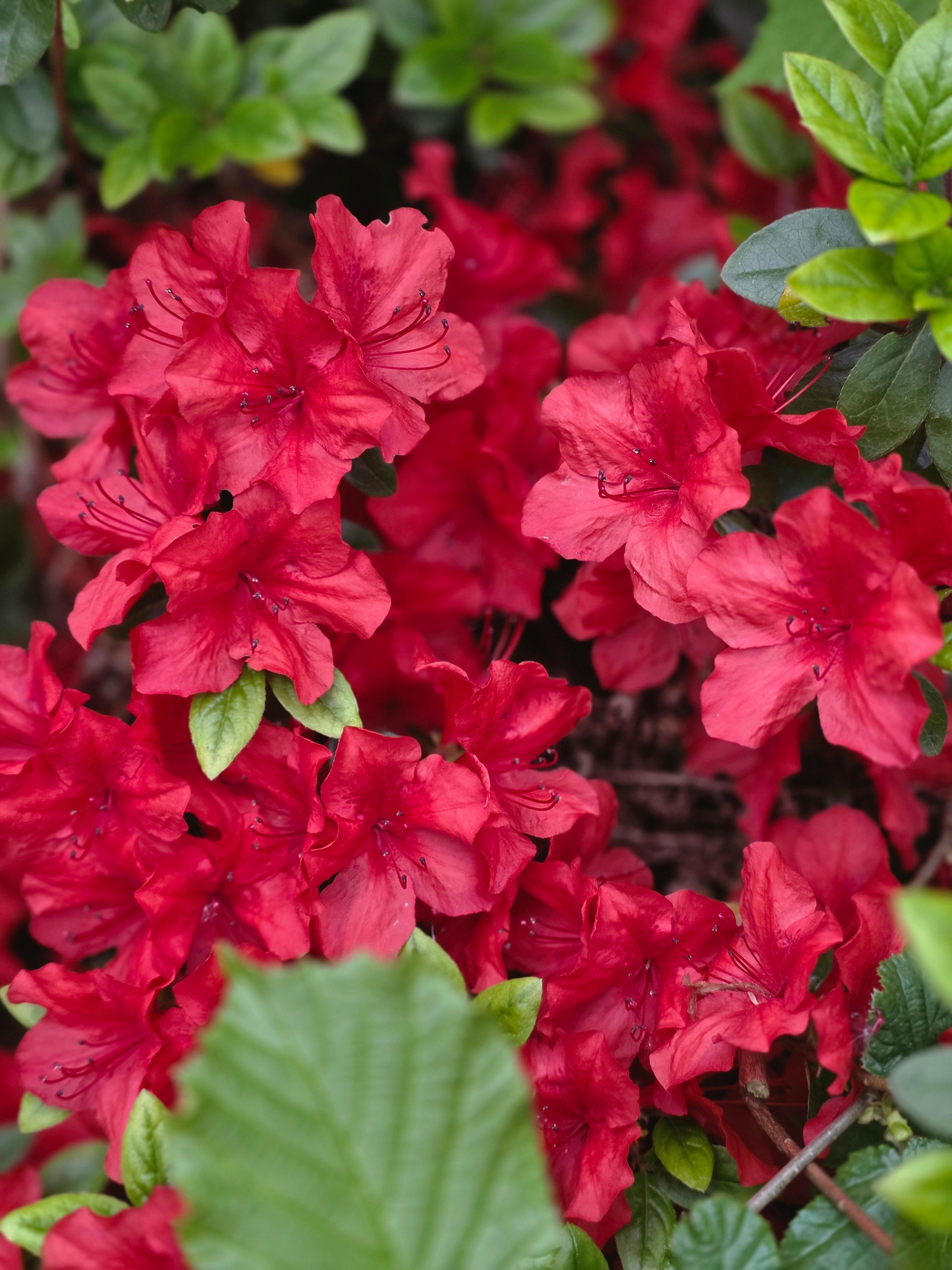 Japanische Azalee 'Maruschka' ® - Rhododendron obt.'Maruschka' ®