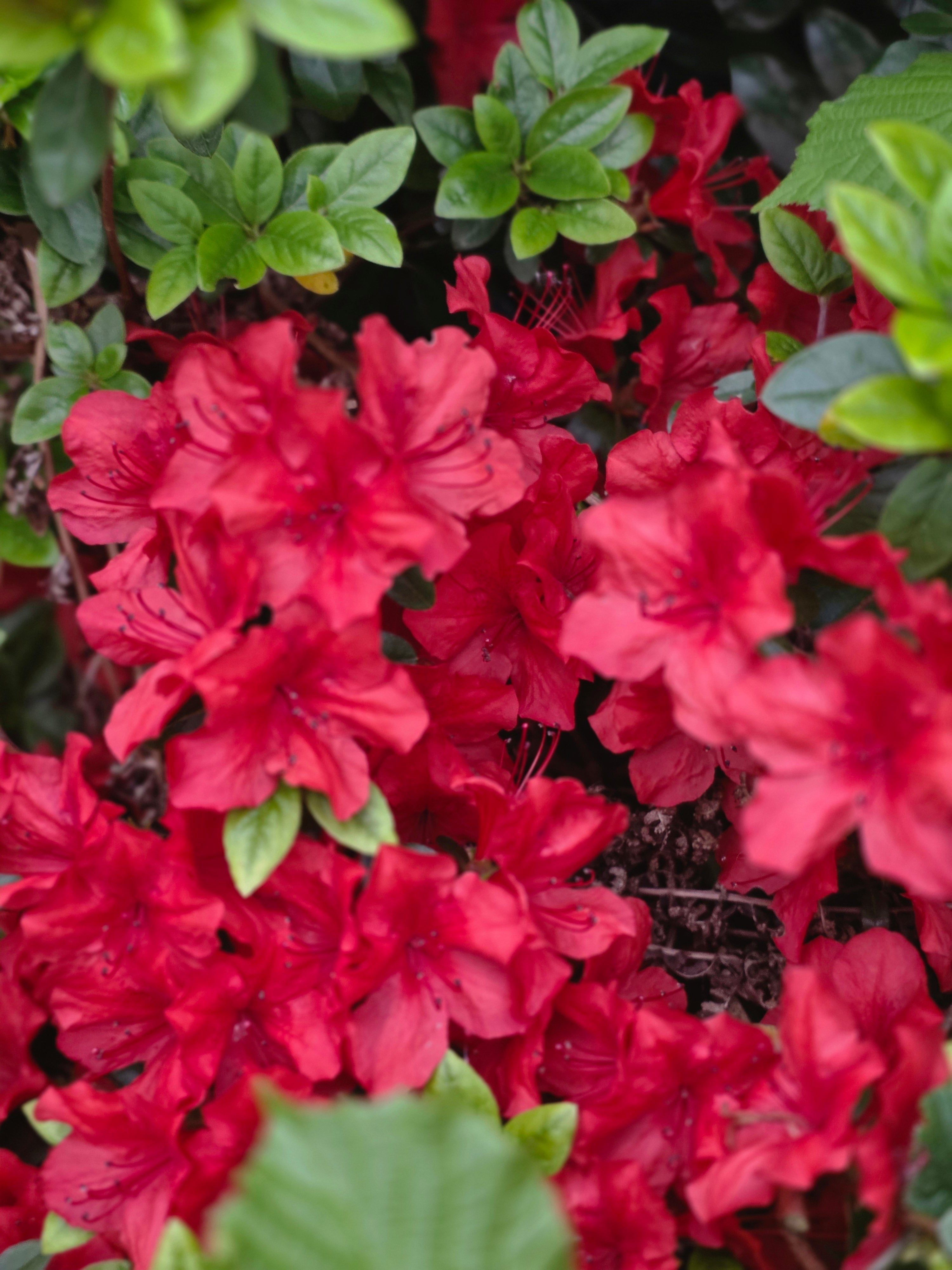 Japanische Azalee 'Maruschka' ® - Rhododendron obt.'Maruschka' ®