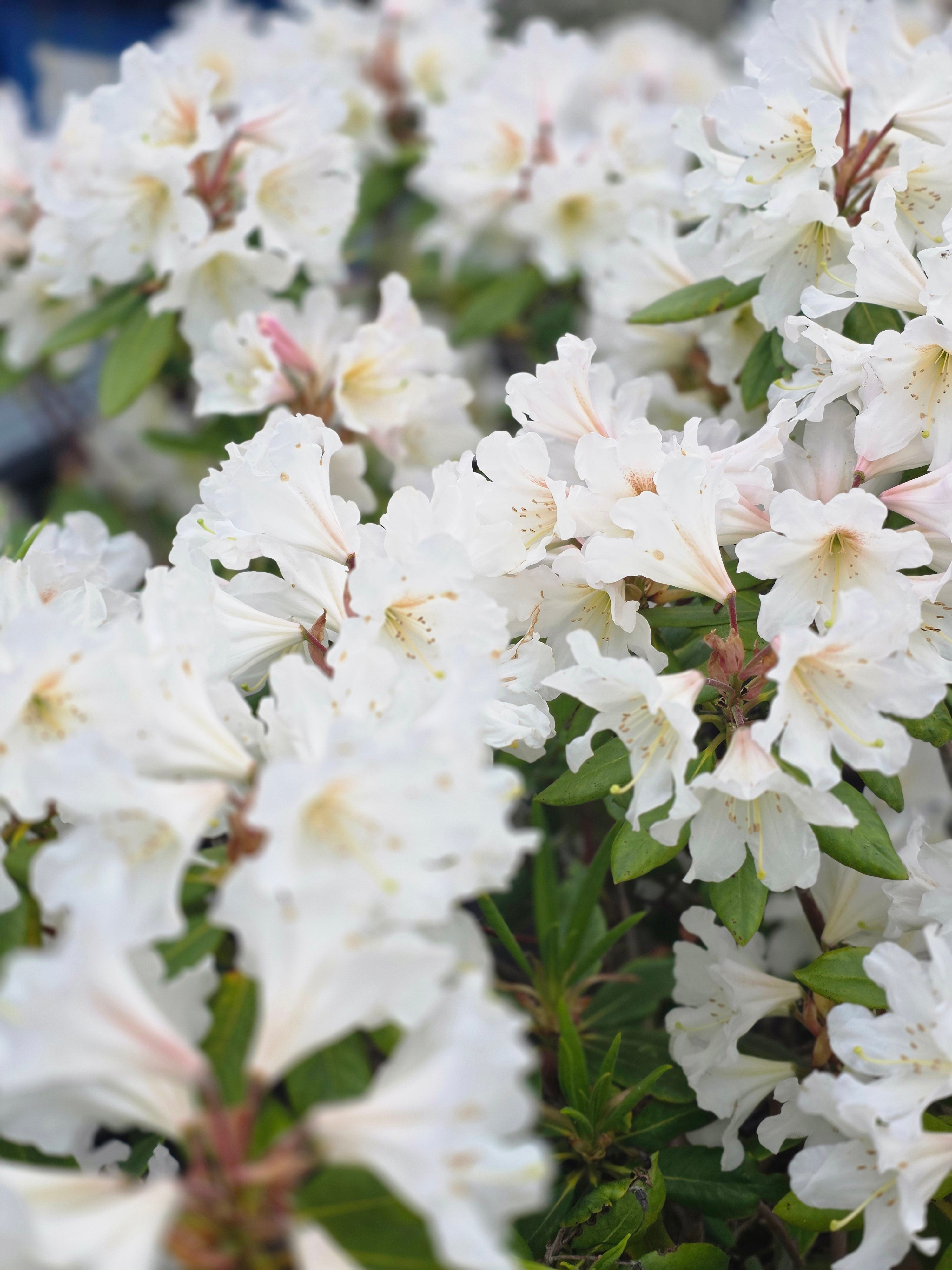 Rhododendron-Hybride 'Cunningham's Snow White' - Rhododendron Hybride 'Cunningham's Snow White'