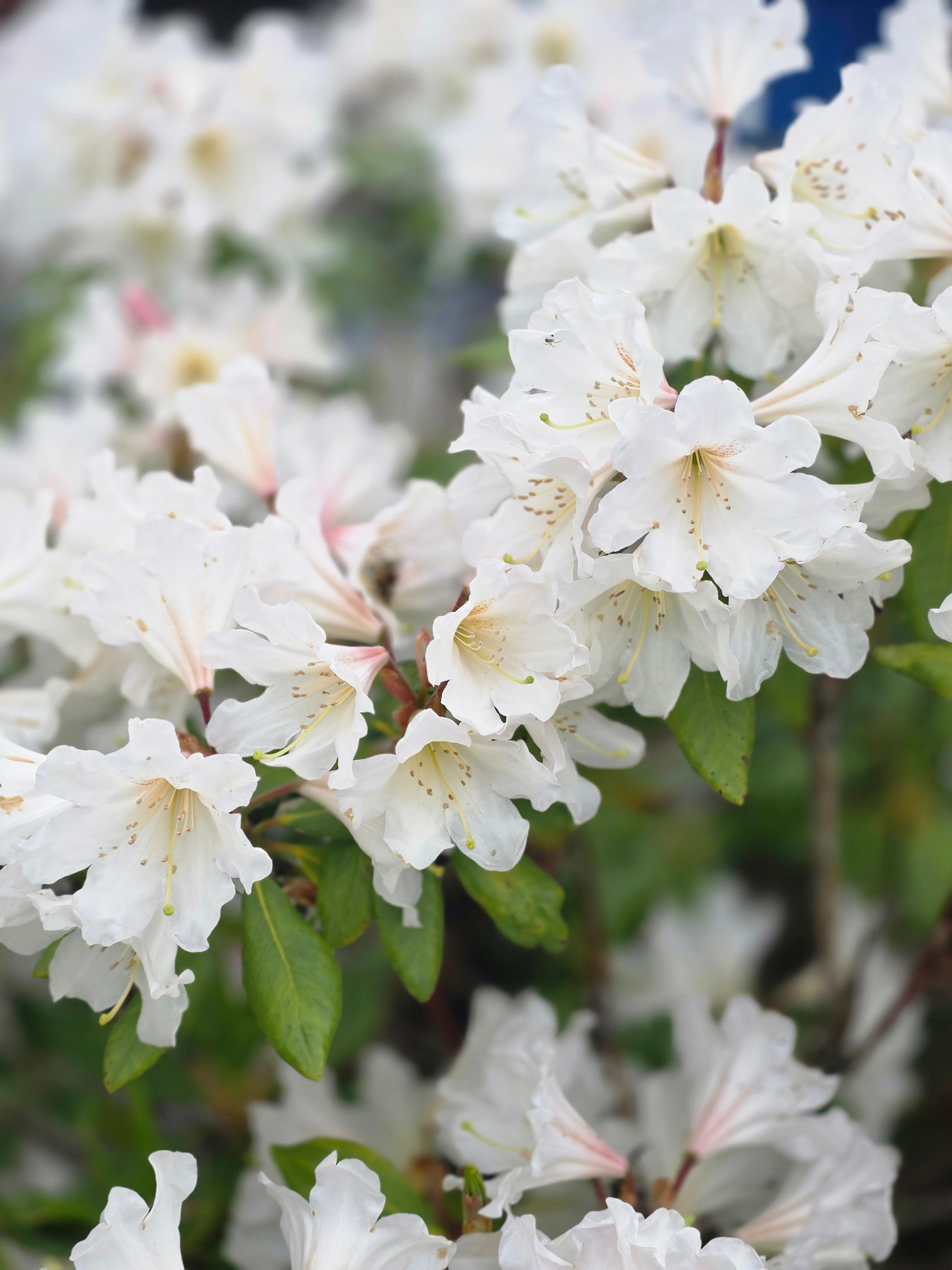 Rhododendron-Hybride 'Cunningham's Snow White' - Rhododendron Hybride 'Cunningham's Snow White'