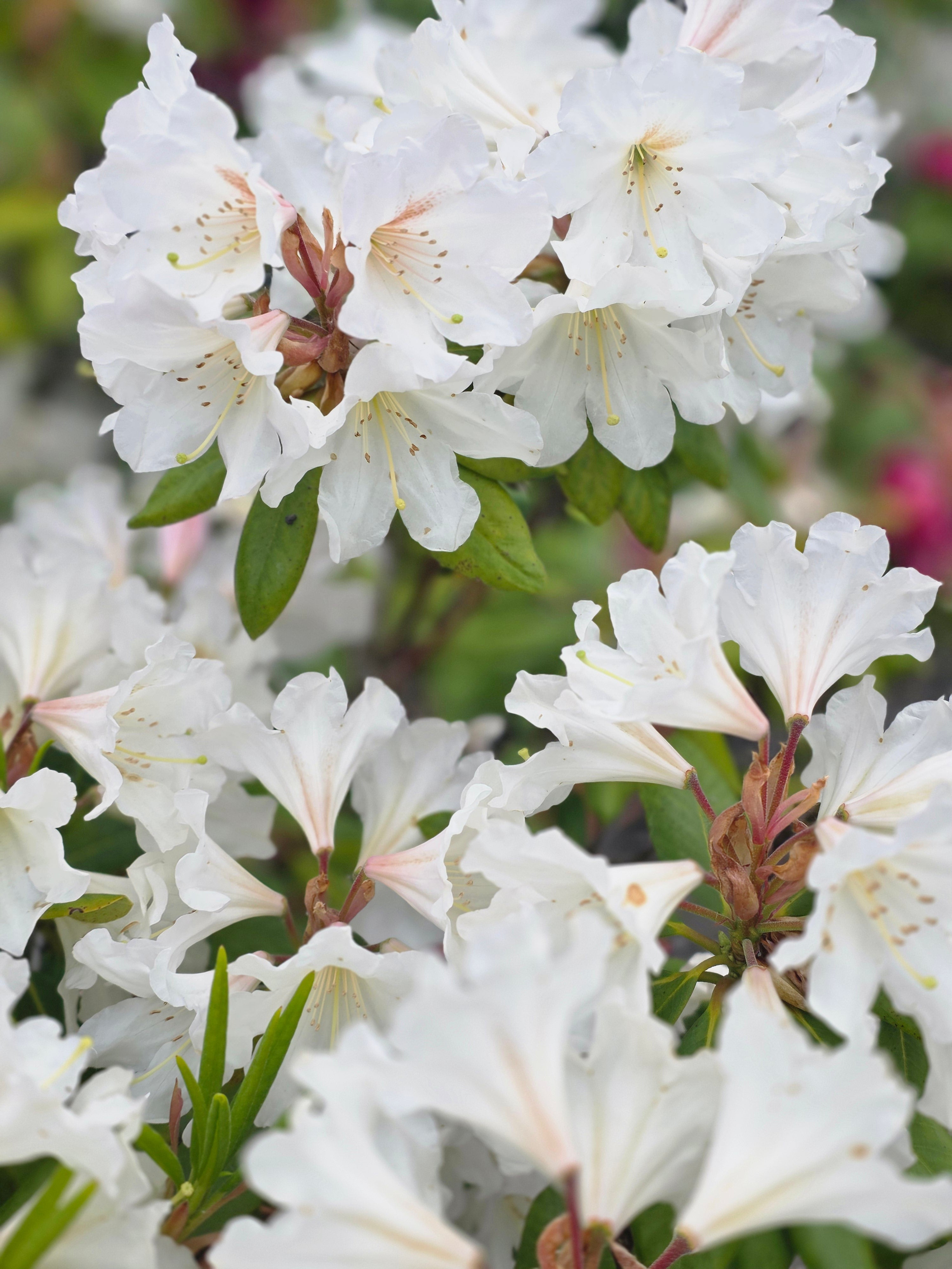 Rhododendron-Hybride 'Cunningham's Snow White' - Rhododendron Hybride 'Cunningham's Snow White'