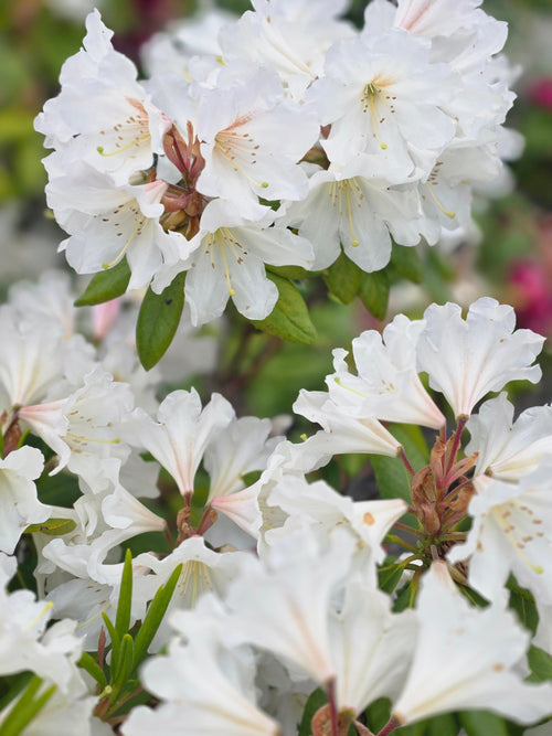 Rhododendron-Hybride 'Cunningham's Snow White' - Rhododendron Hybride 'Cunningham's Snow White'
