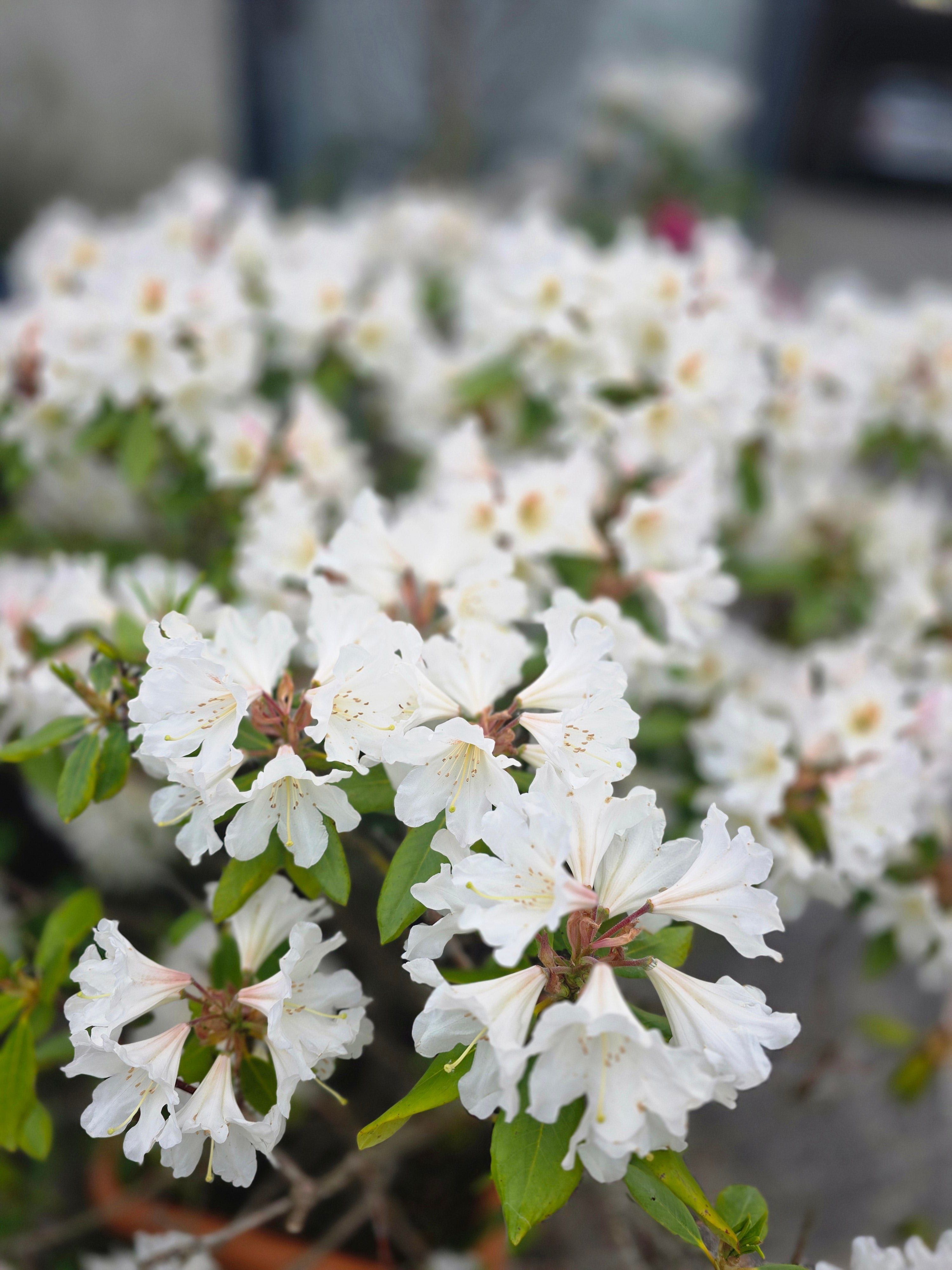 Rhododendron-Hybride 'Cunningham's Snow White' - Rhododendron Hybride 'Cunningham's Snow White'