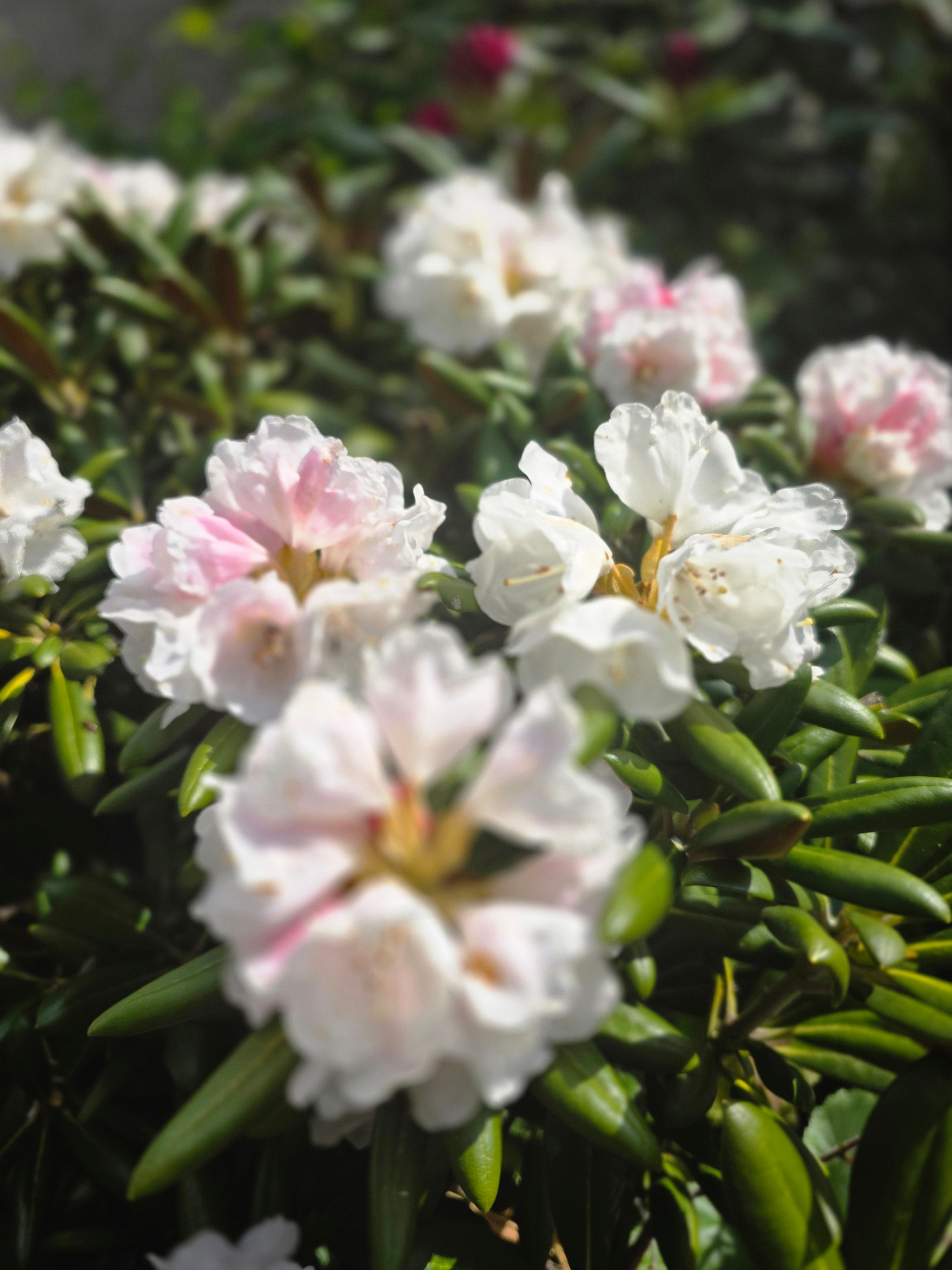 Rhododendron-Hybride 'Cunningham's White' - Rhododendron Hybride 'Cunningham's White'