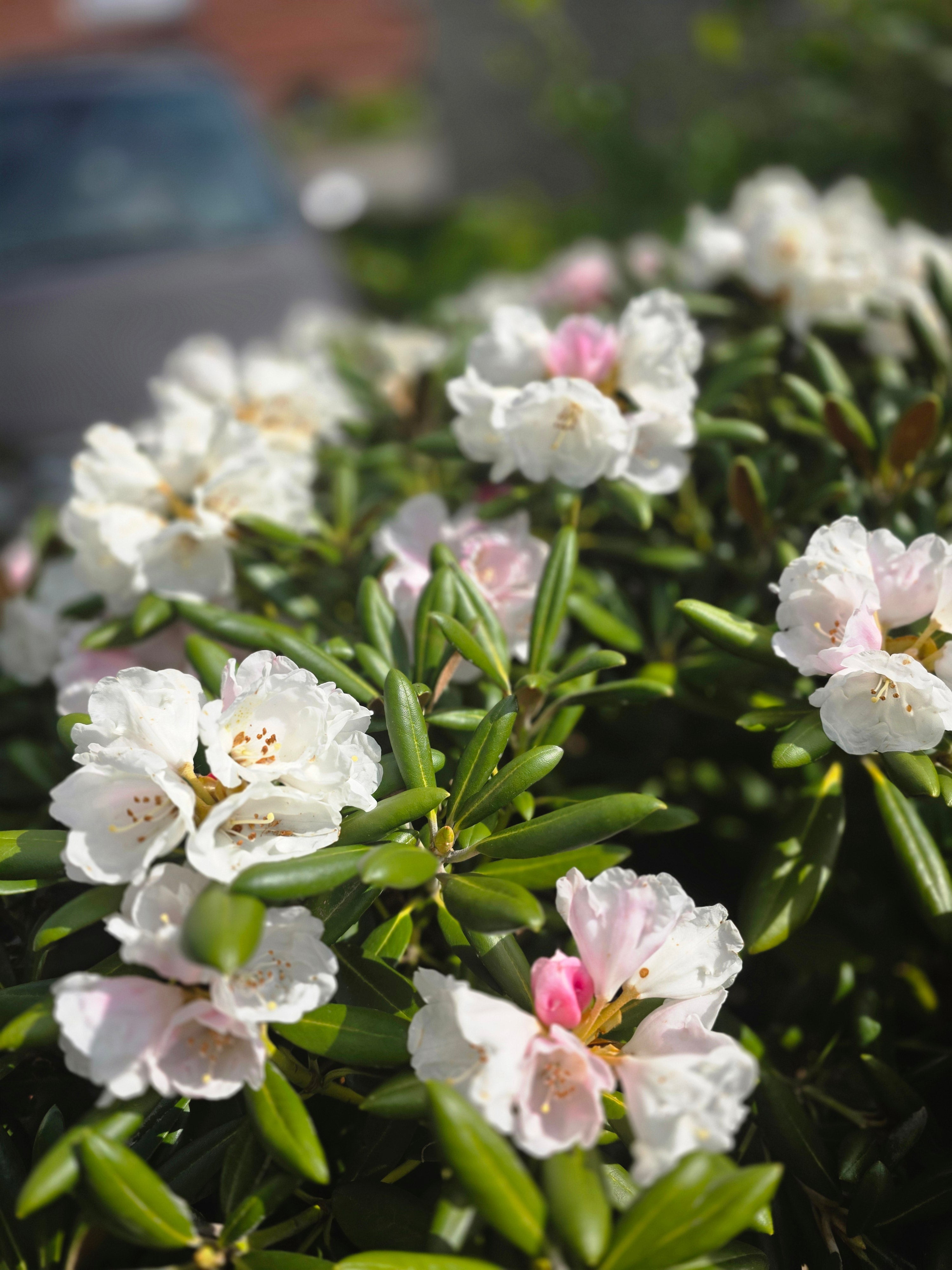 Rhododendron-Hybride 'Cunningham's White' - Rhododendron Hybride 'Cunningham's White'