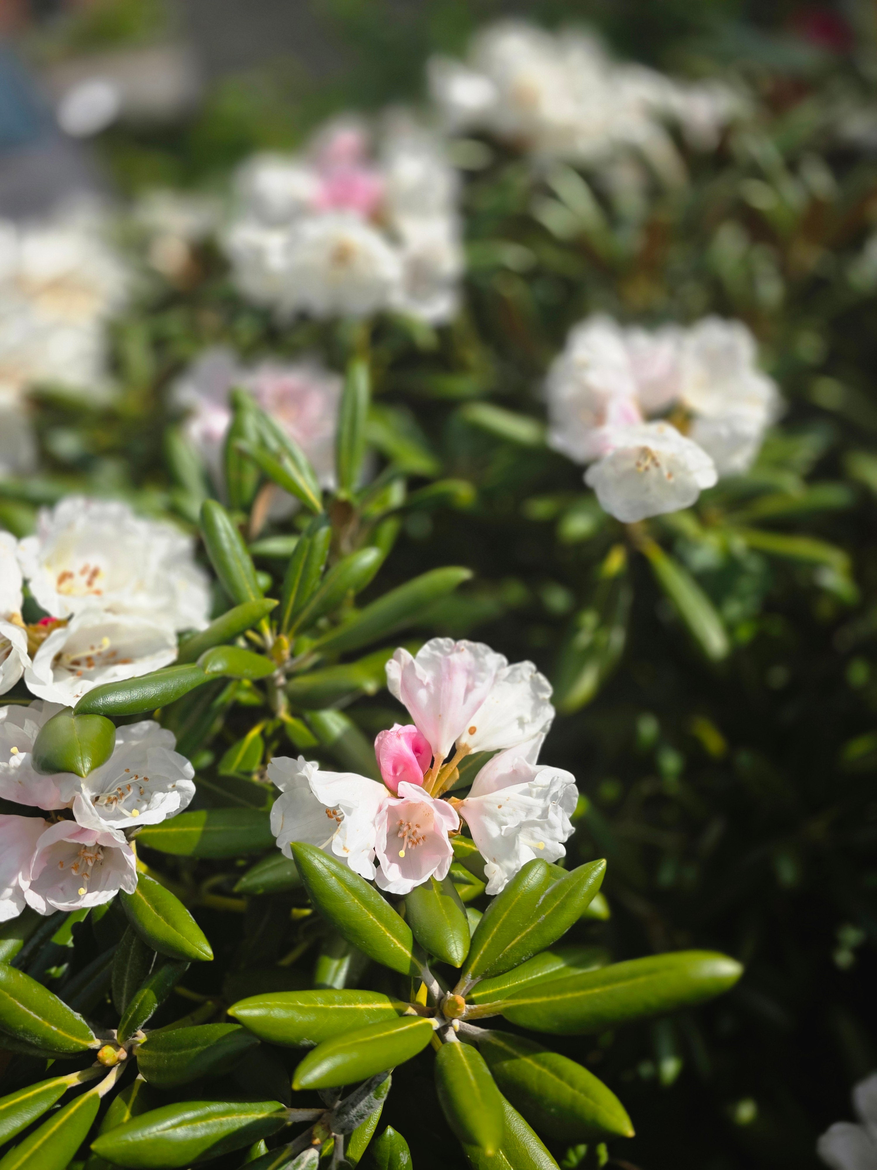 Rhododendron-Hybride 'Cunningham's White' - Rhododendron Hybride 'Cunningham's White'