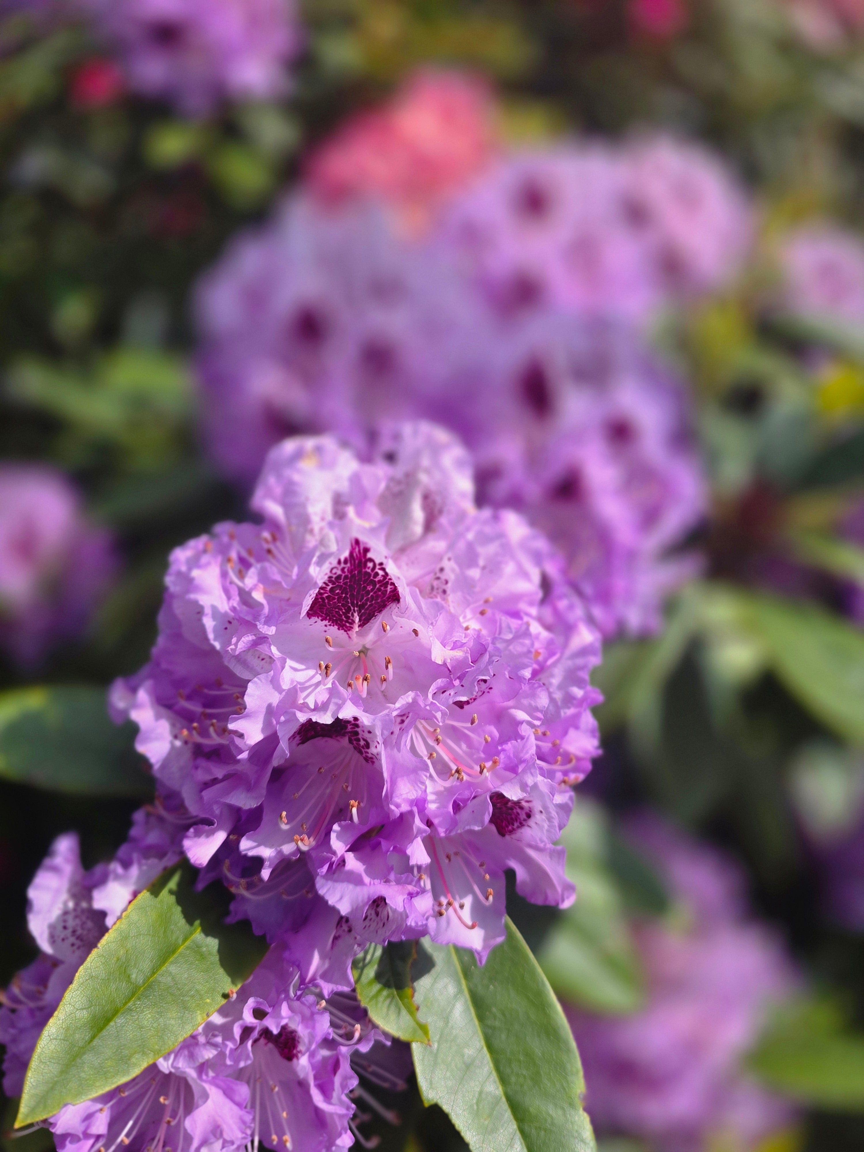 Rhododendron-Hybride 'Catawbiense Boursault' - Rhododendron Hybride 'Catawbiense Boursault'