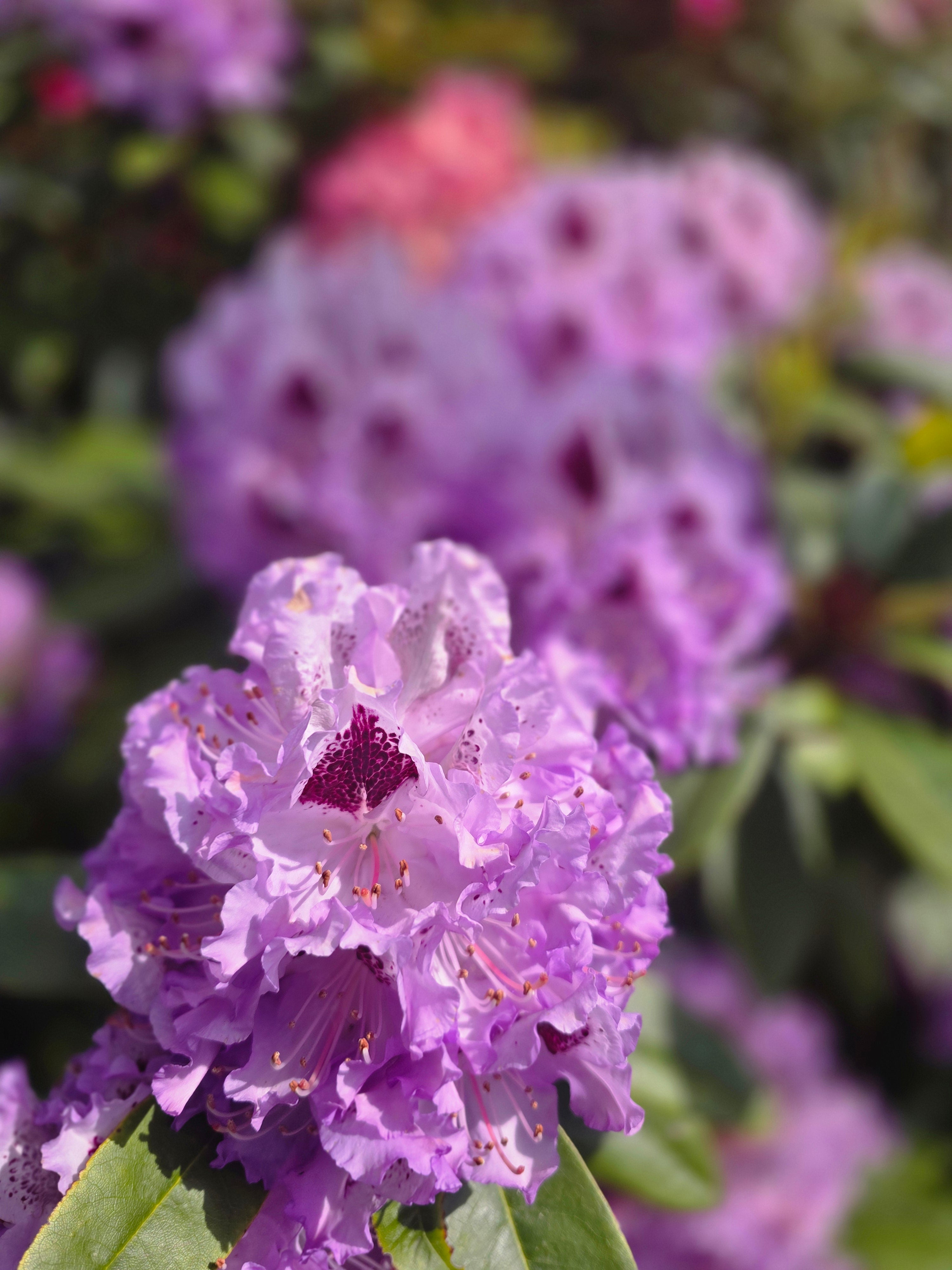 Rhododendron-Hybride 'Catawbiense Boursault' - Rhododendron Hybride 'Catawbiense Boursault'