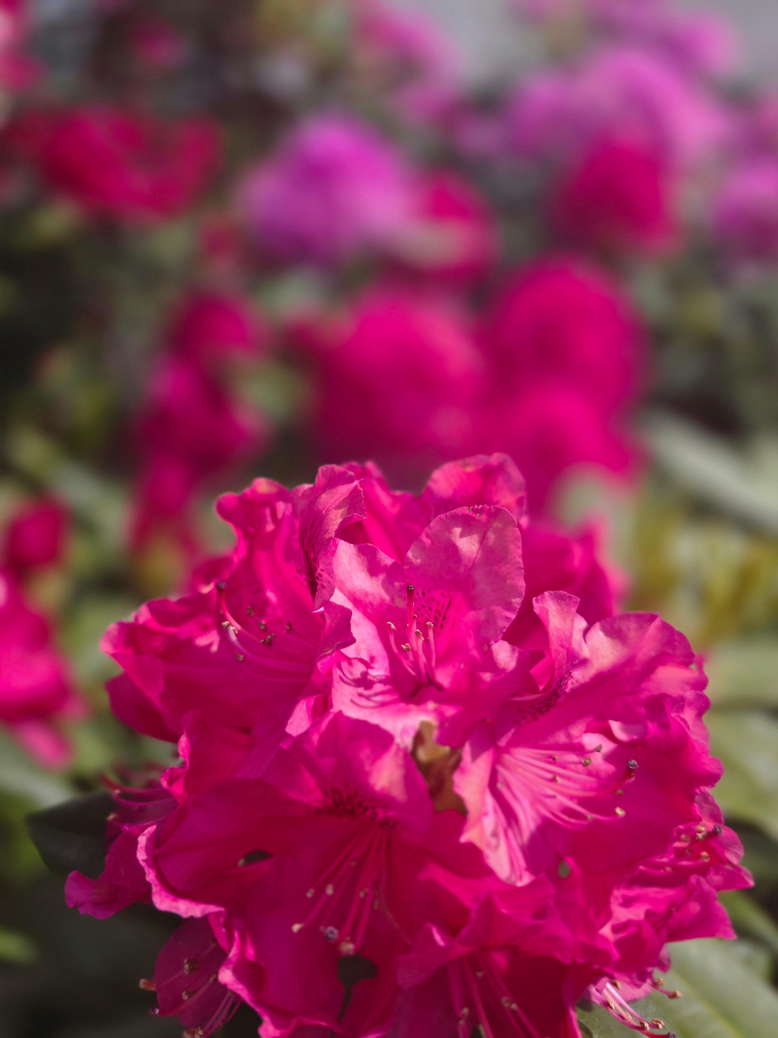 Rhododendron-Hybride 'Nova Zembla' - Rhododendron Hybride 'Nova Zembla'