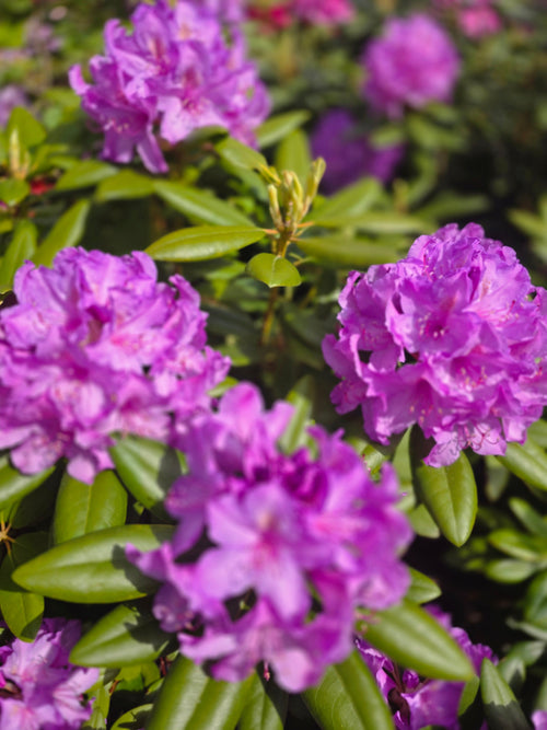 Rhododendron-Hybride 'Catawb.Grandiflorum' - Rhododendron Hybride 'Catawb. Grandiflorum'