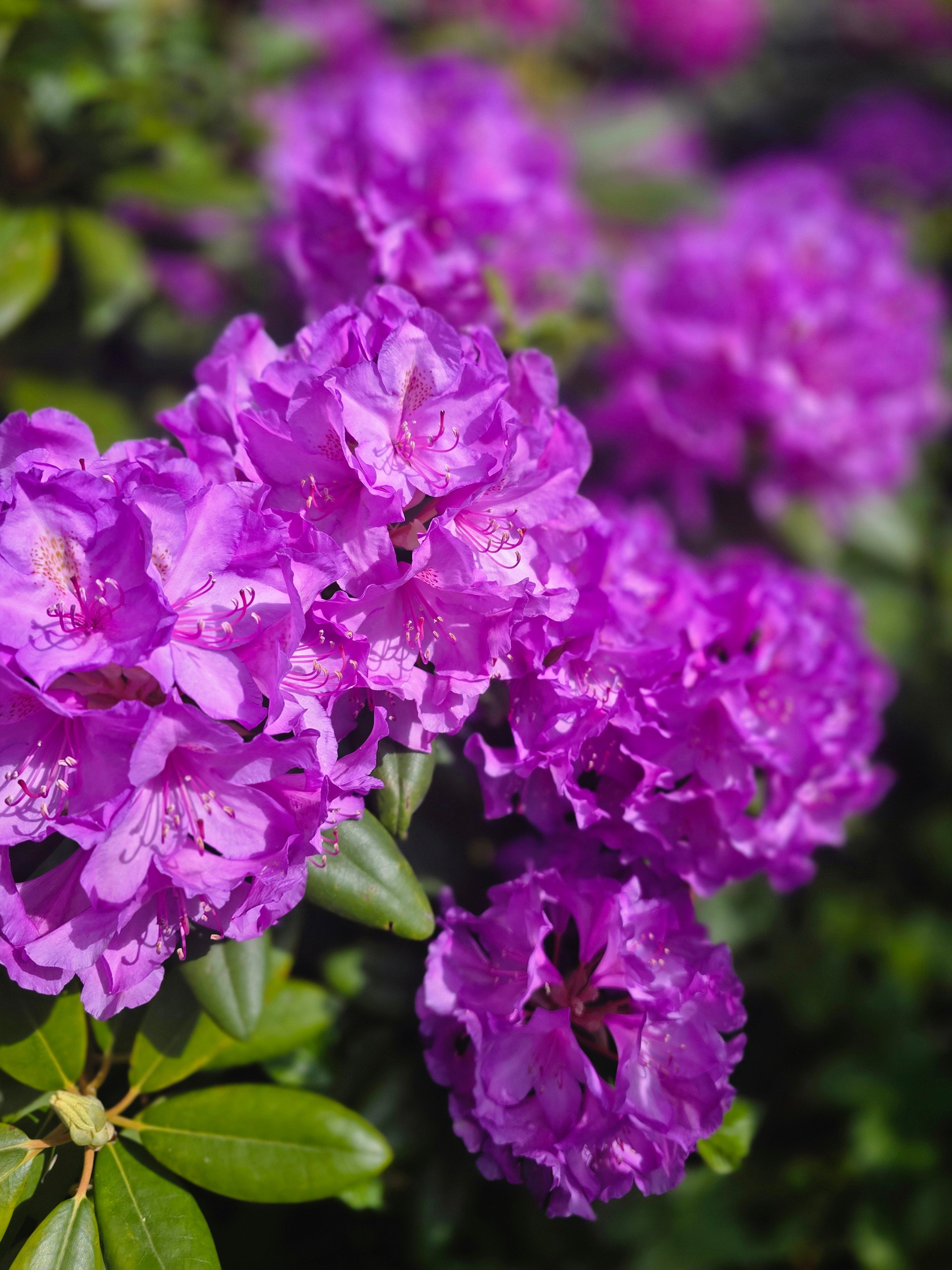 Rhododendron-Hybride 'Catawb.Grandiflorum' - Rhododendron Hybride 'Catawb. Grandiflorum'