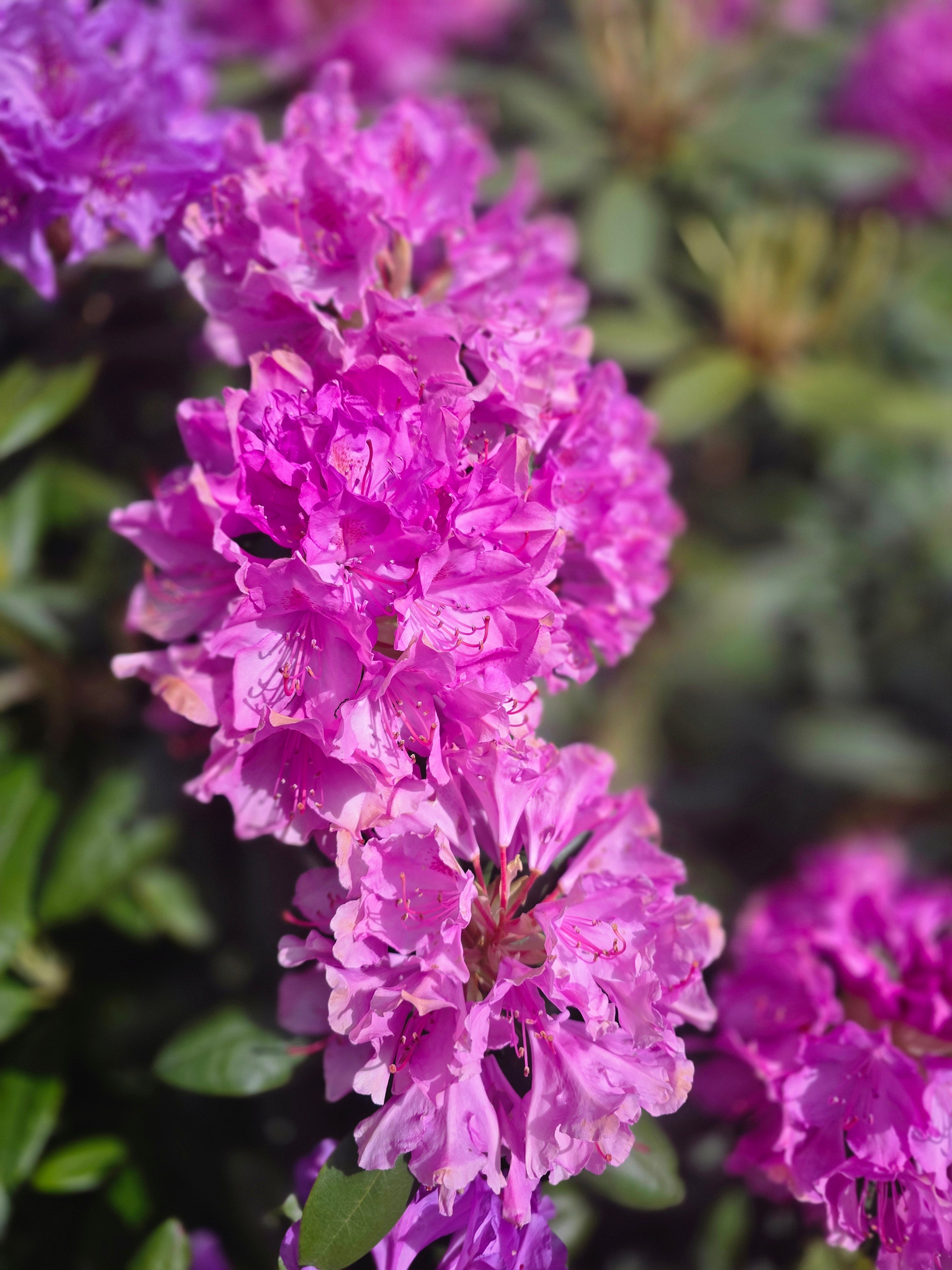 Rhododendron-Hybride 'Catawb.Grandiflorum' - Rhododendron Hybride 'Catawb. Grandiflorum'