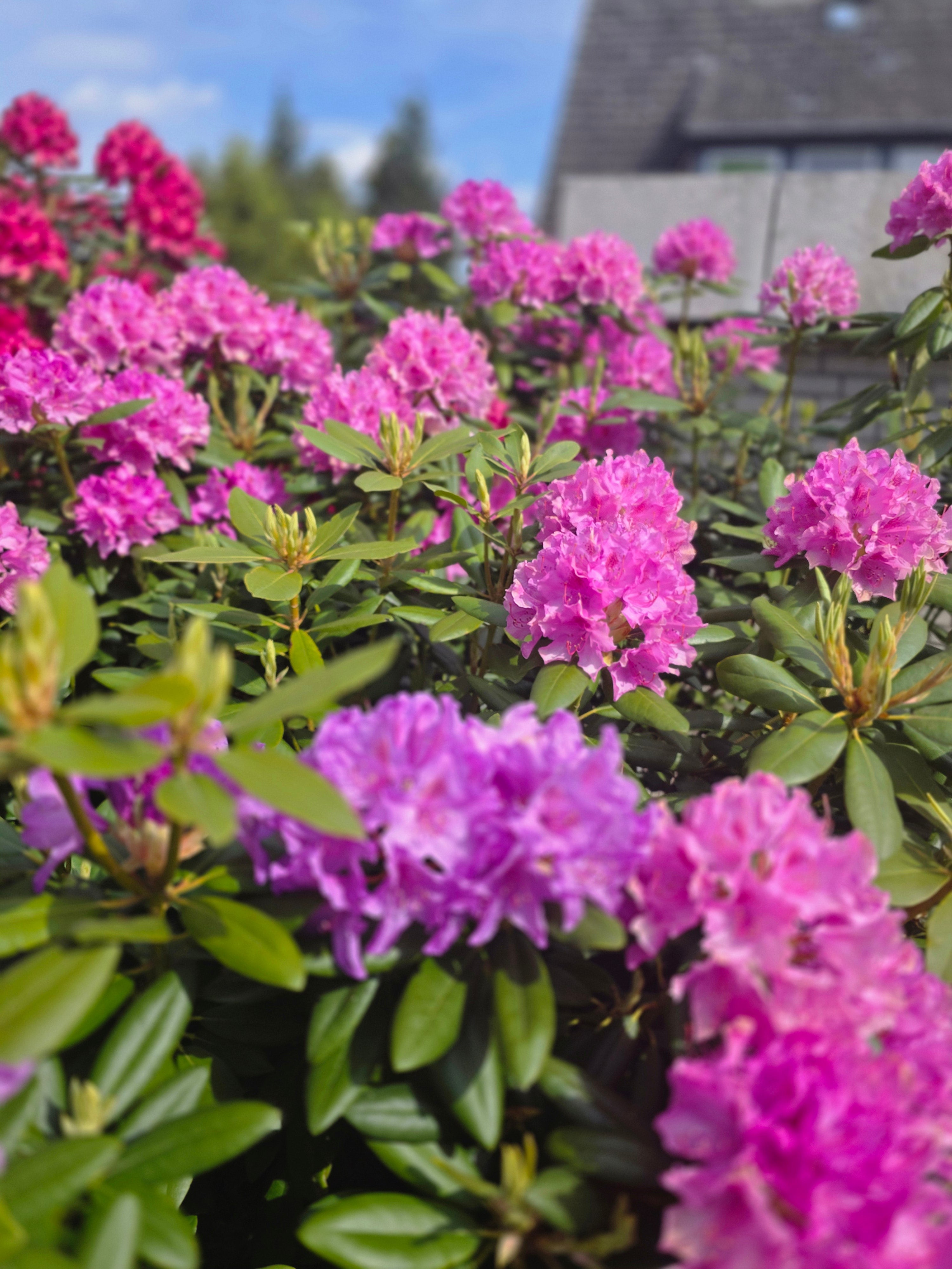 Rhododendron-Hybride 'Catawb.Grandiflorum' - Rhododendron Hybride 'Catawb. Grandiflorum'