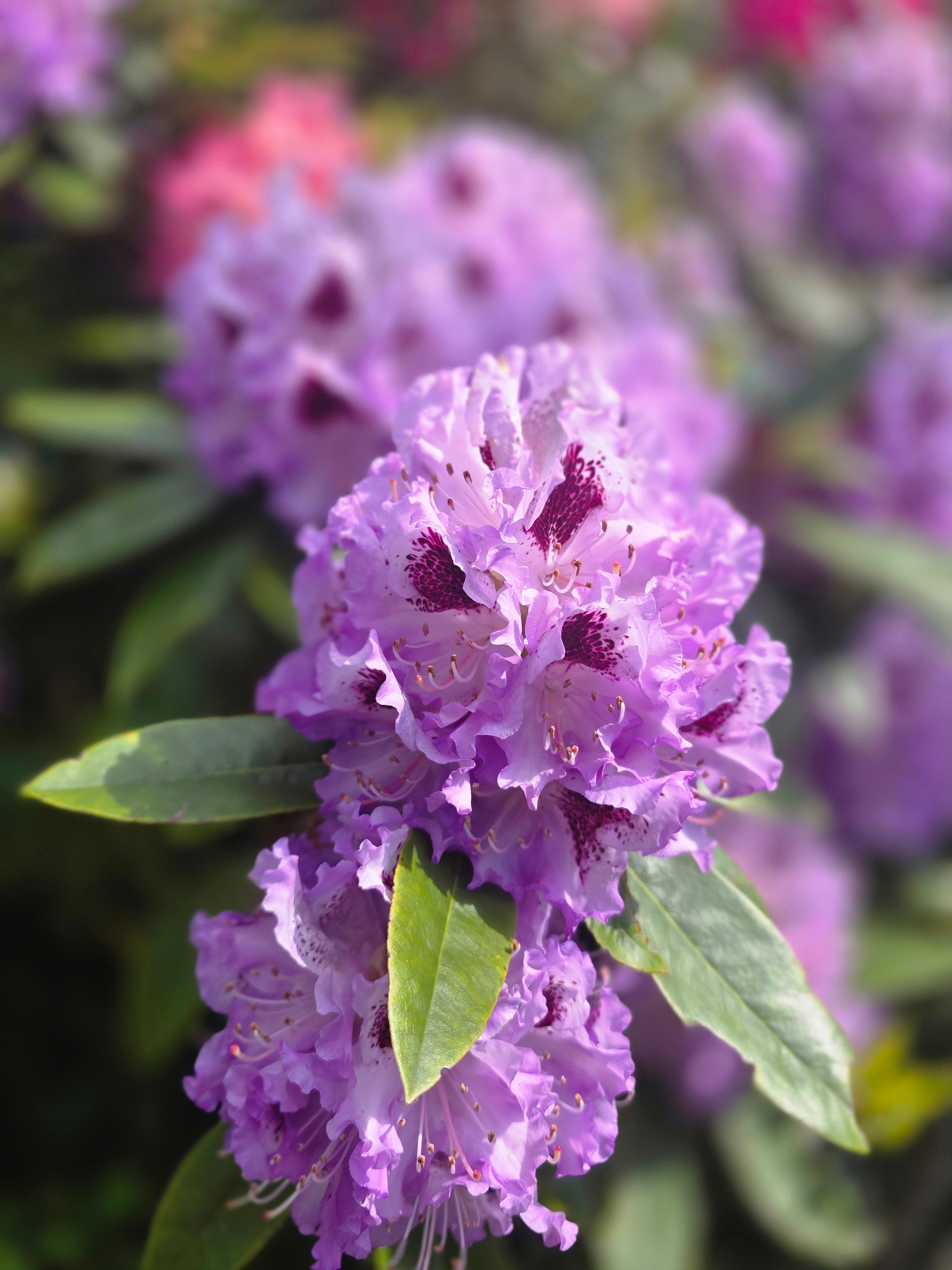 Rhododendron-Hybride 'Catawbiense Boursault' - Rhododendron Hybride 'Catawbiense Boursault'