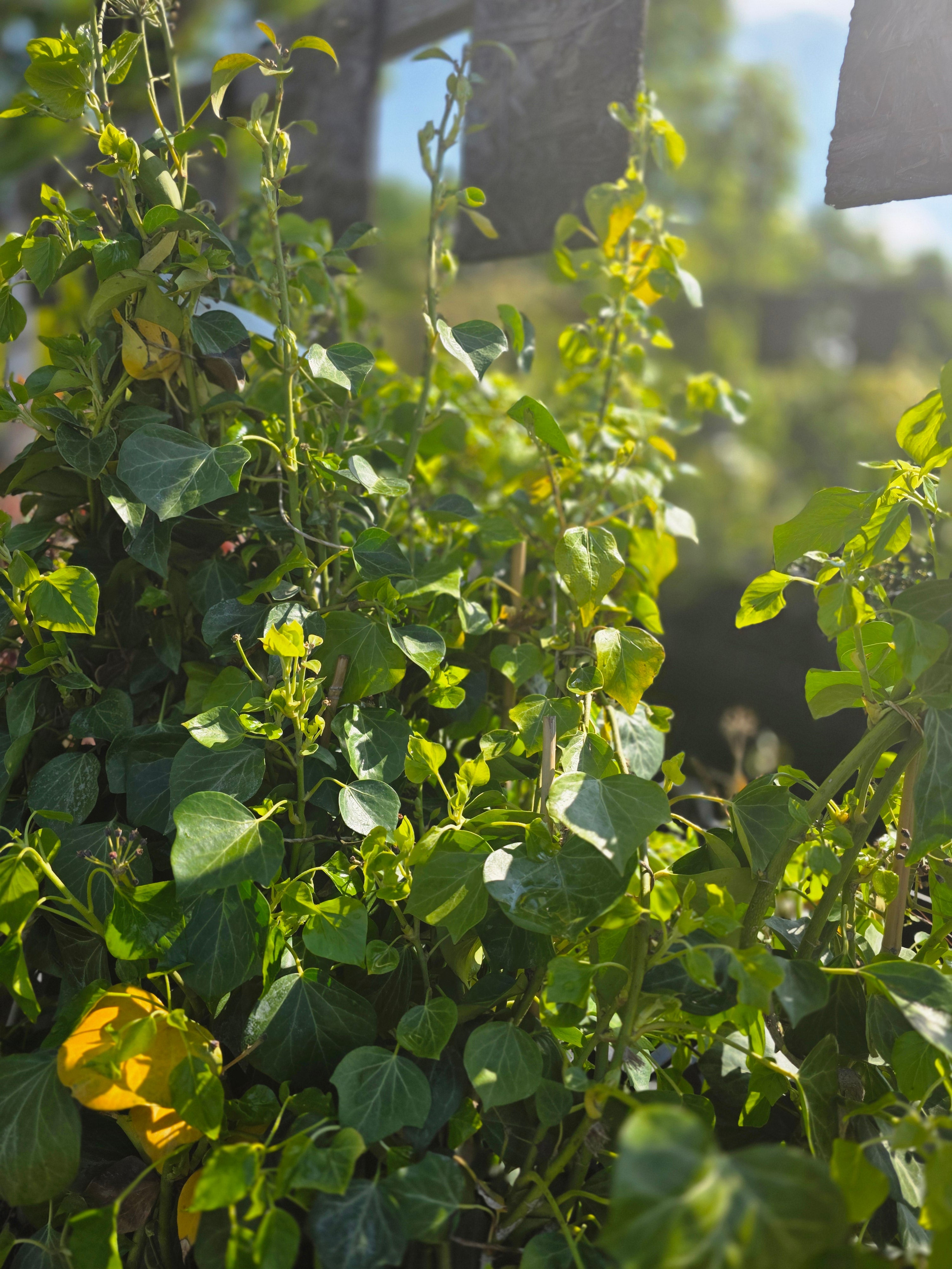 Strauch-Efeu 'Arborescens' - Hedera helix 'Arborescens'