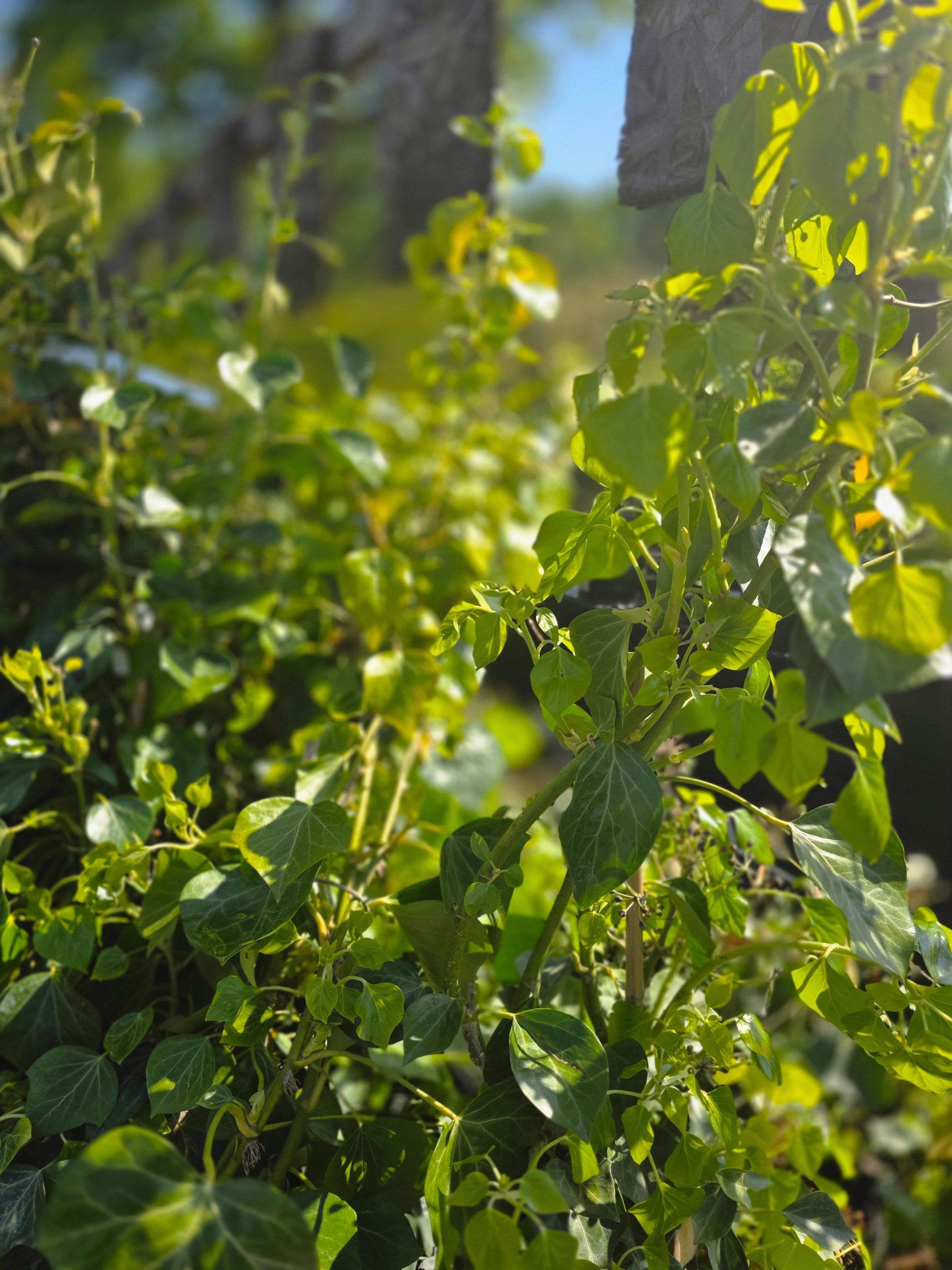 Strauch-Efeu 'Arborescens' - Hedera helix 'Arborescens'