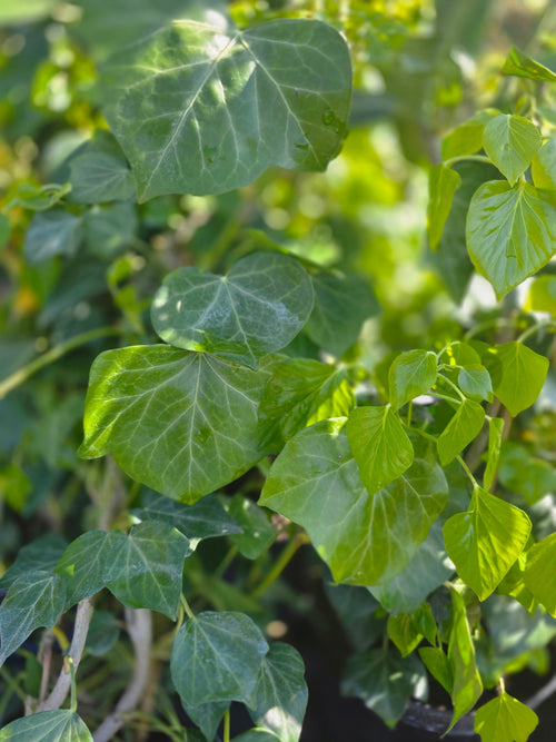 Strauch-Efeu 'Arborescens' - Hedera helix 'Arborescens'