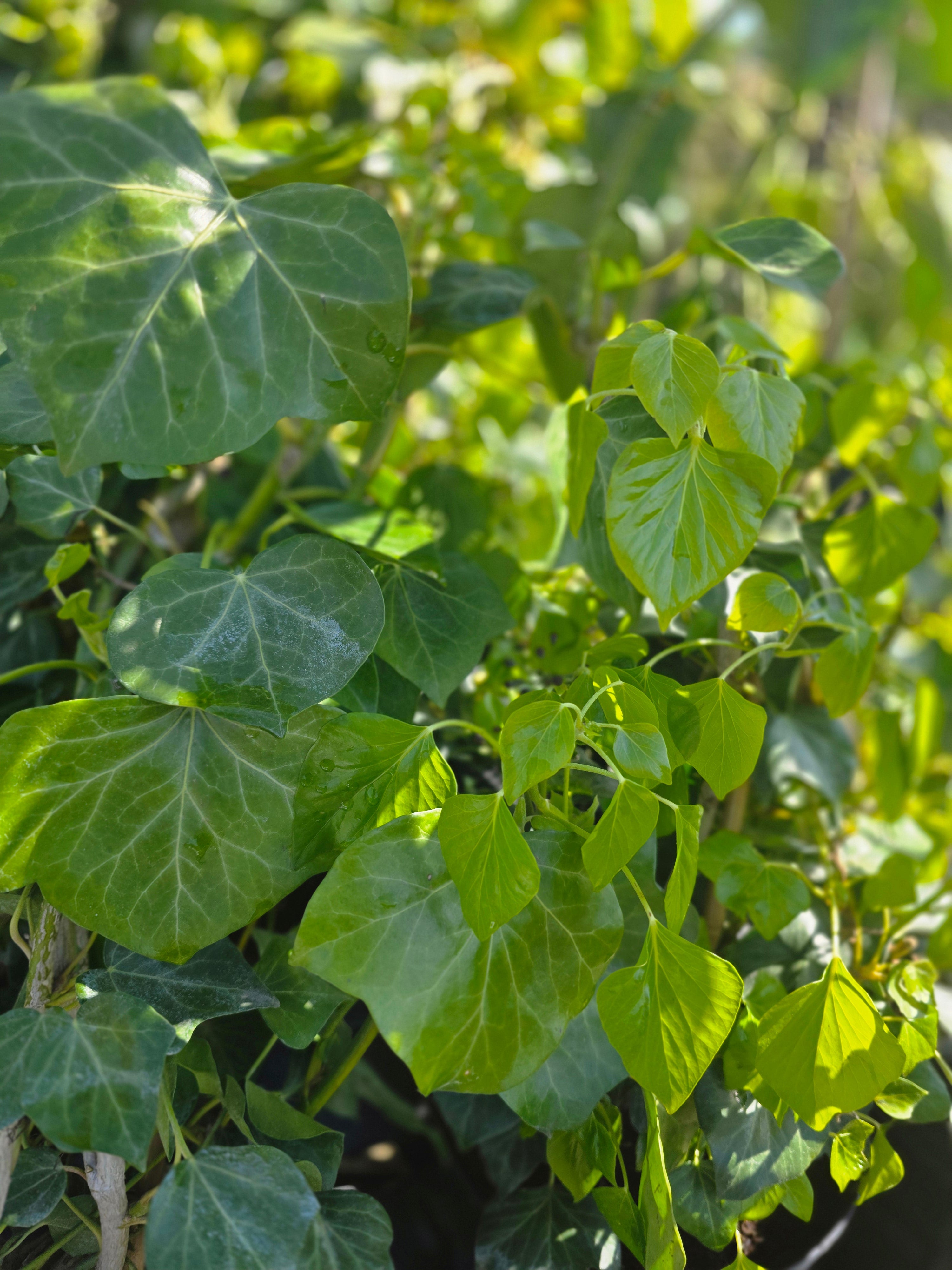 Strauch-Efeu 'Arborescens' - Hedera helix 'Arborescens'