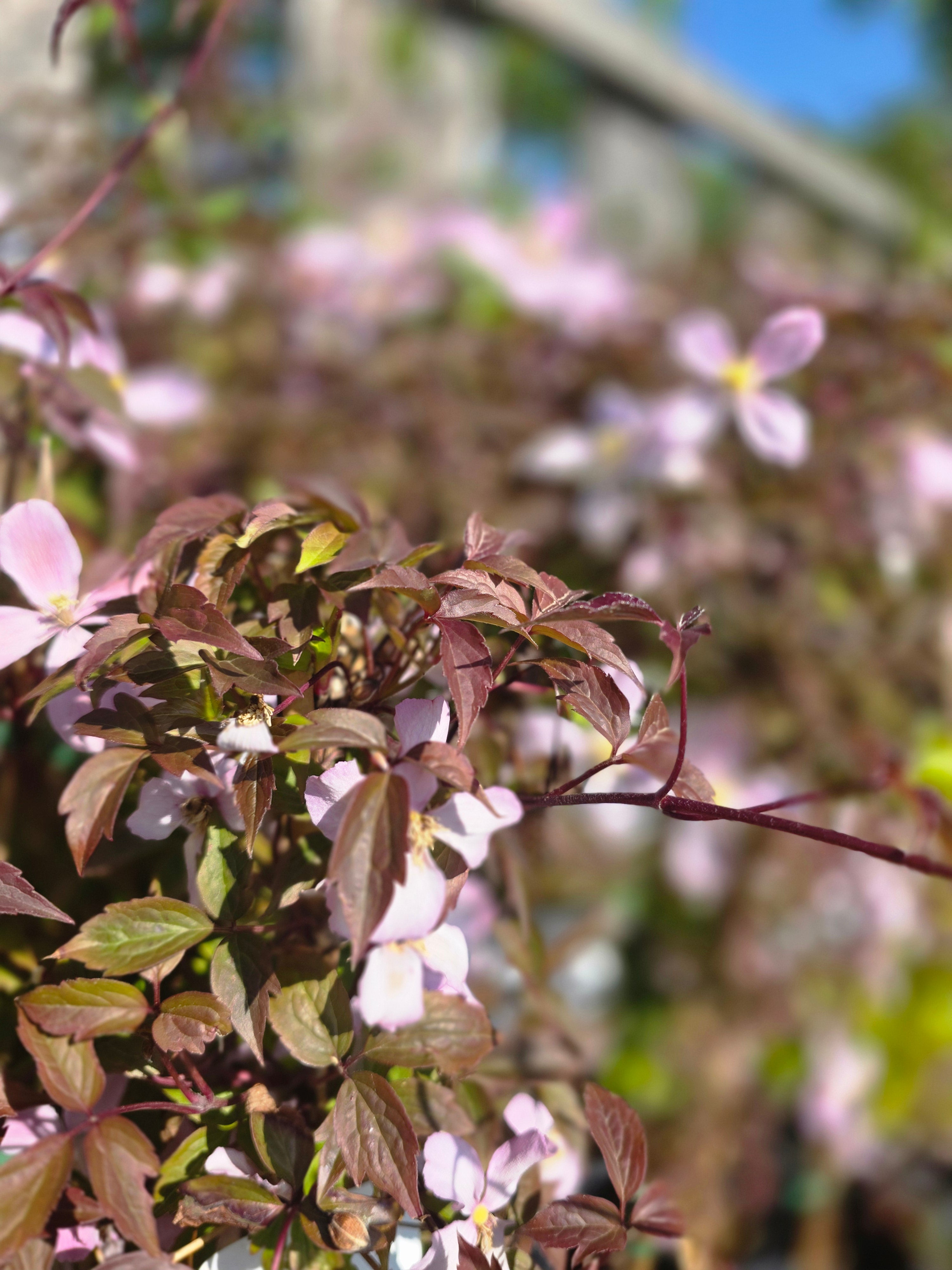 Berg-Waldrebe 'Rubens' - Clematis montana 'Rubens'