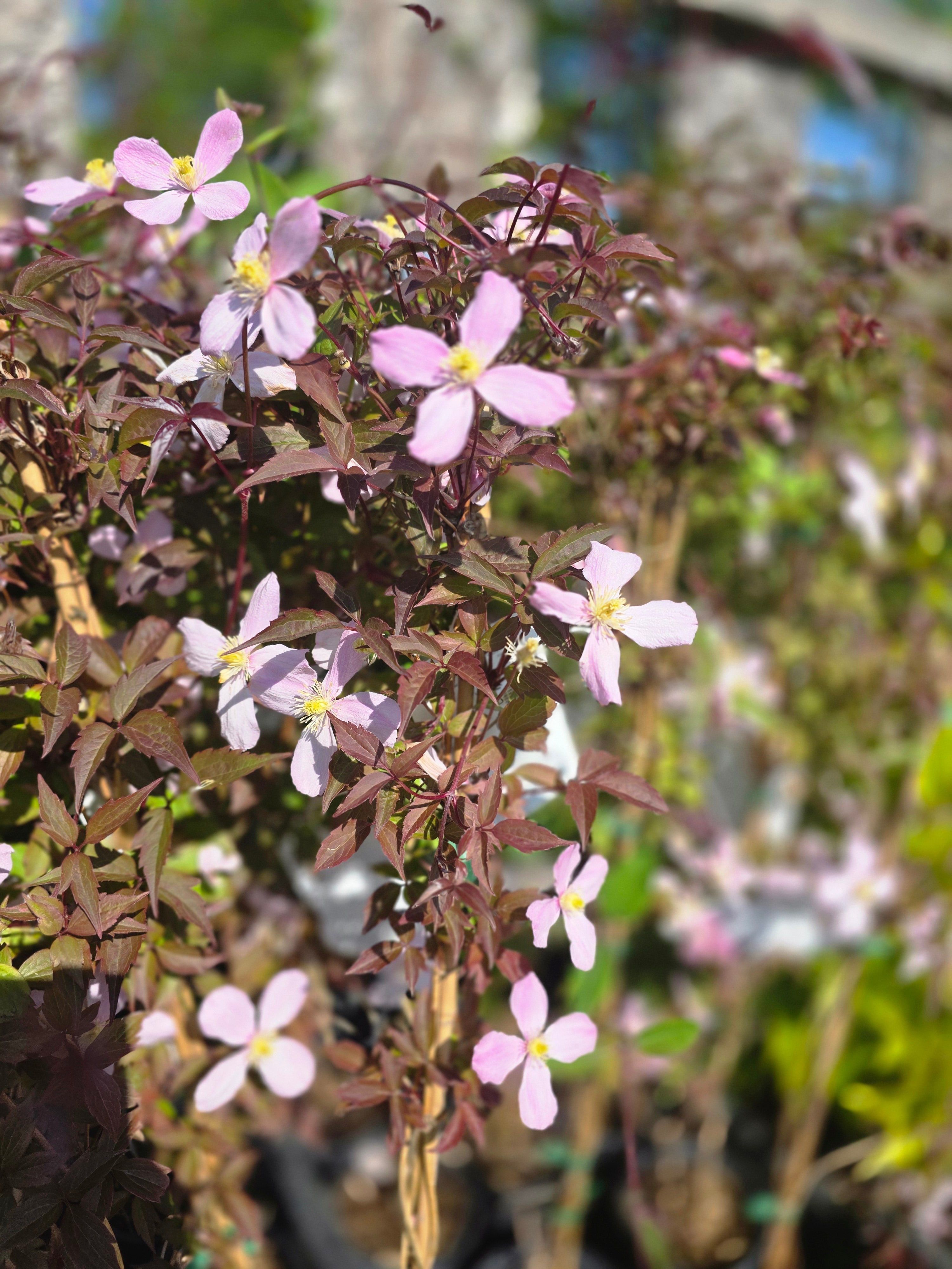 Berg-Waldrebe 'Rubens' - Clematis montana 'Rubens'