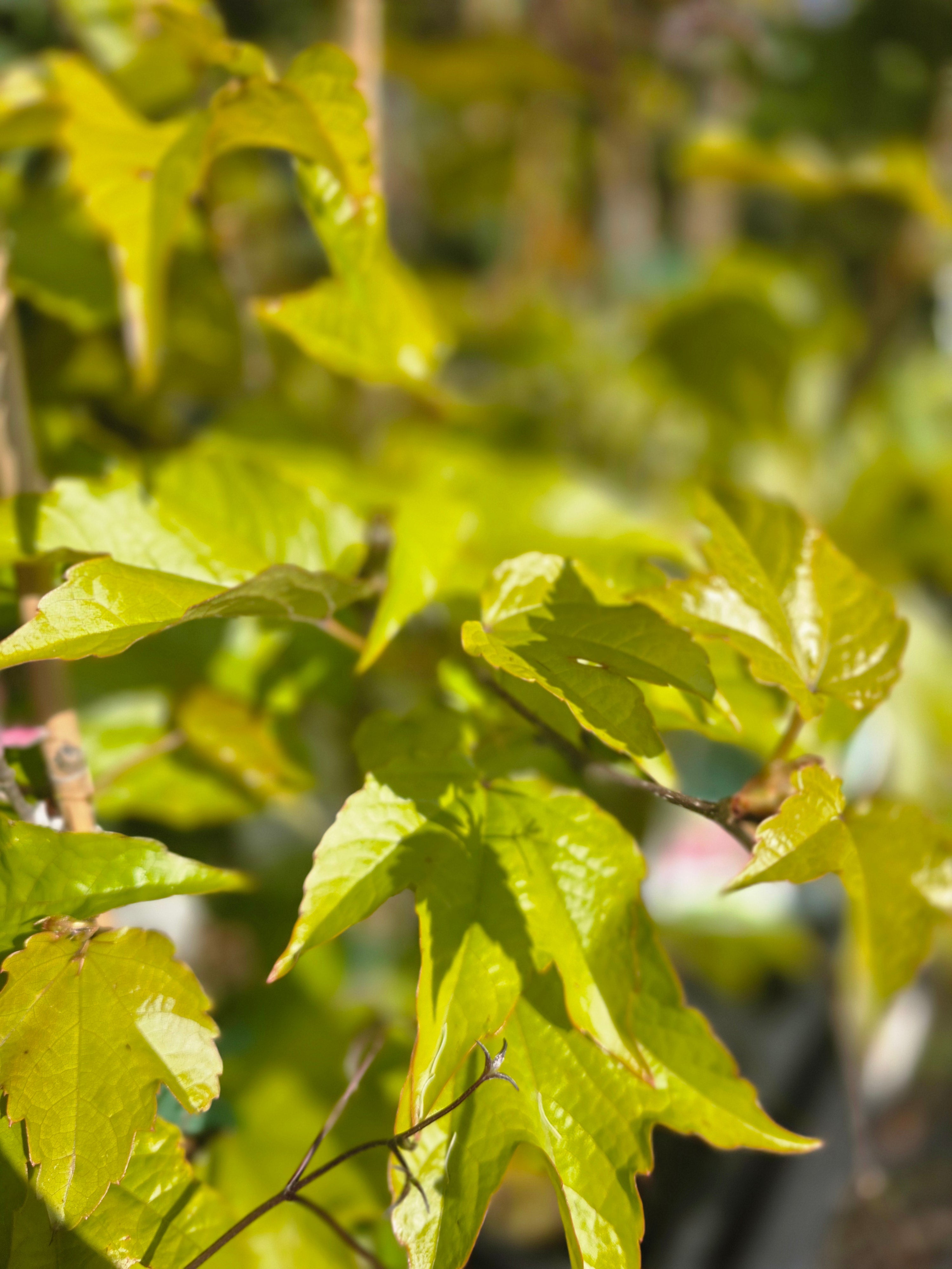 Dreilappige Jungfernrebe 'Veitchii' / Wilder Wein - Parthenocissus tricuspidata 'Veitchii'