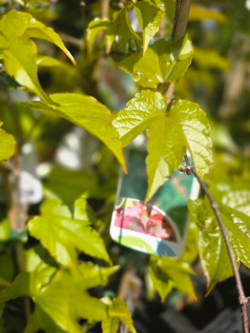 Dreilappige Jungfernrebe 'Veitchii' / Wilder Wein - Parthenocissus tricuspidata 'Veitchii'