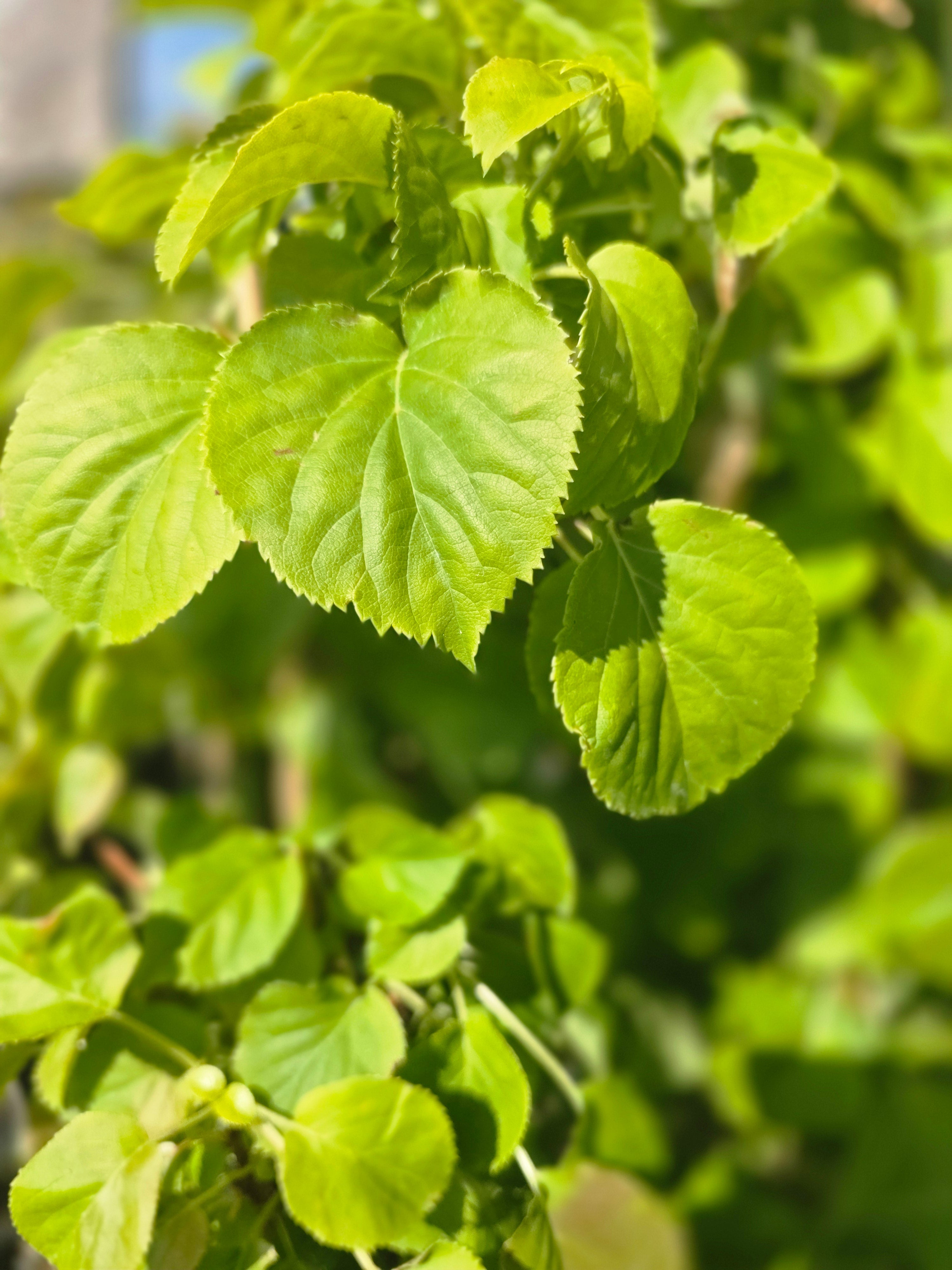 Kletterhortensie - Hydrangea petiolaris