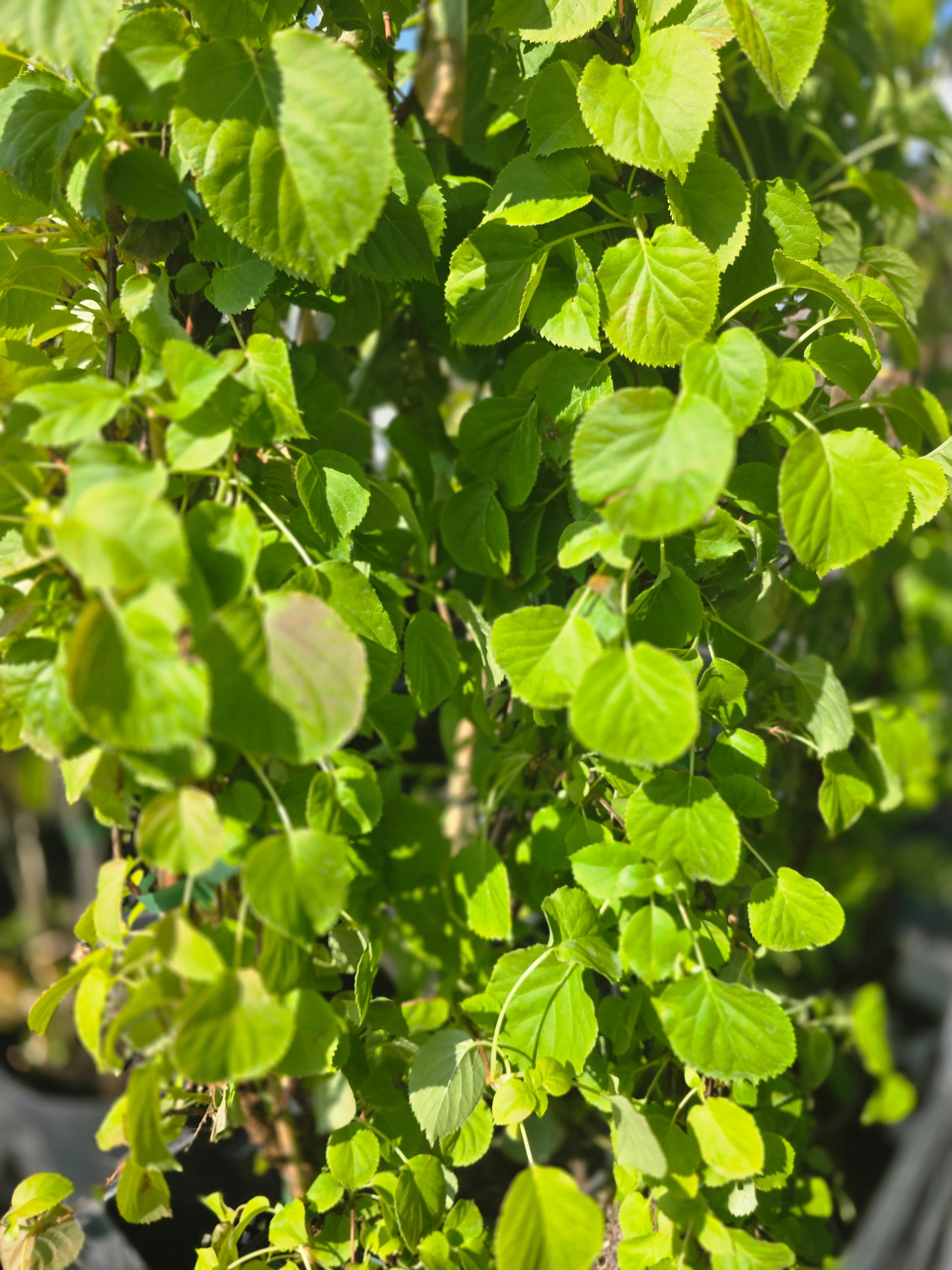 Kletterhortensie - Hydrangea petiolaris