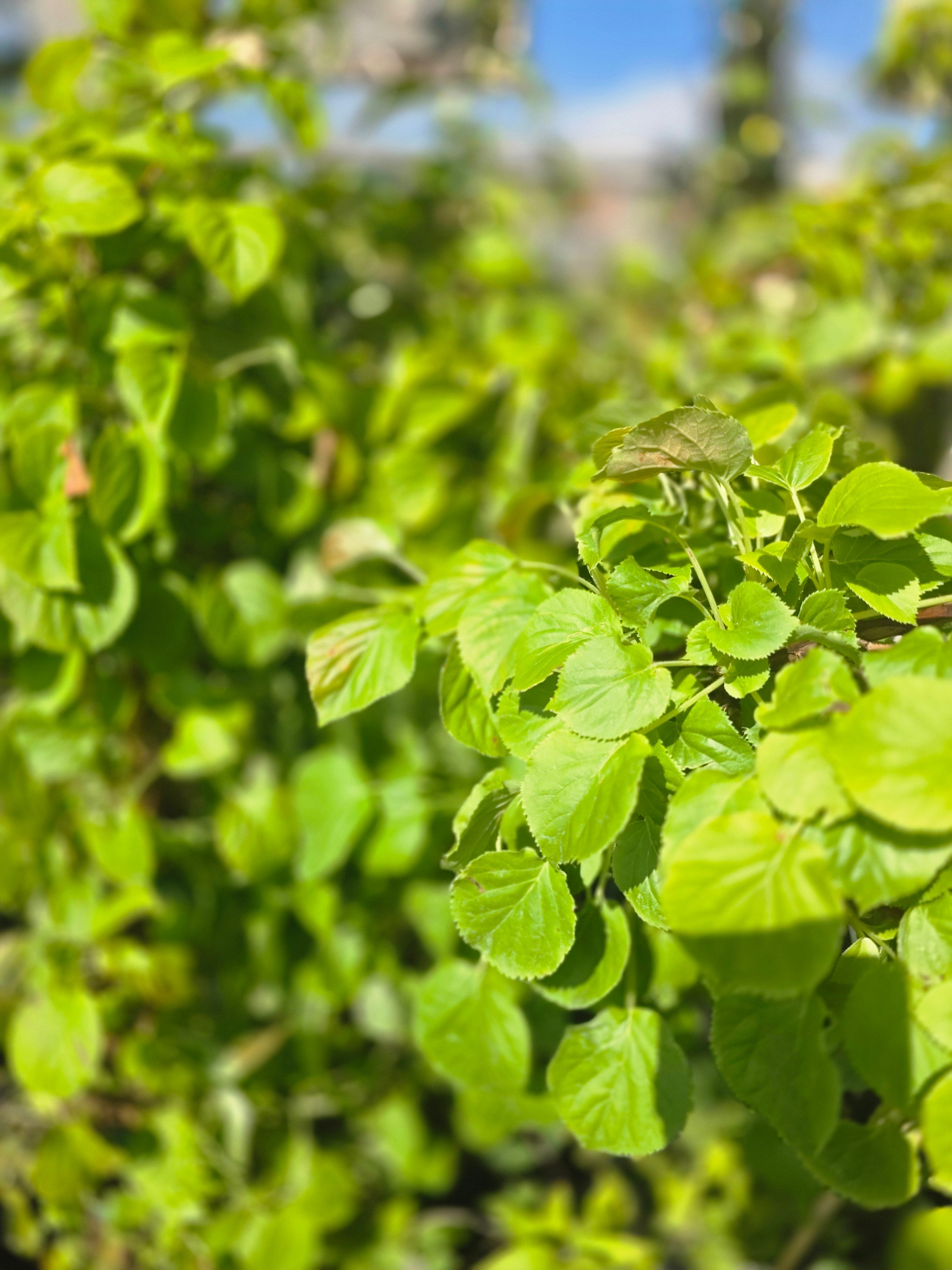 Kletterhortensie - Hydrangea petiolaris
