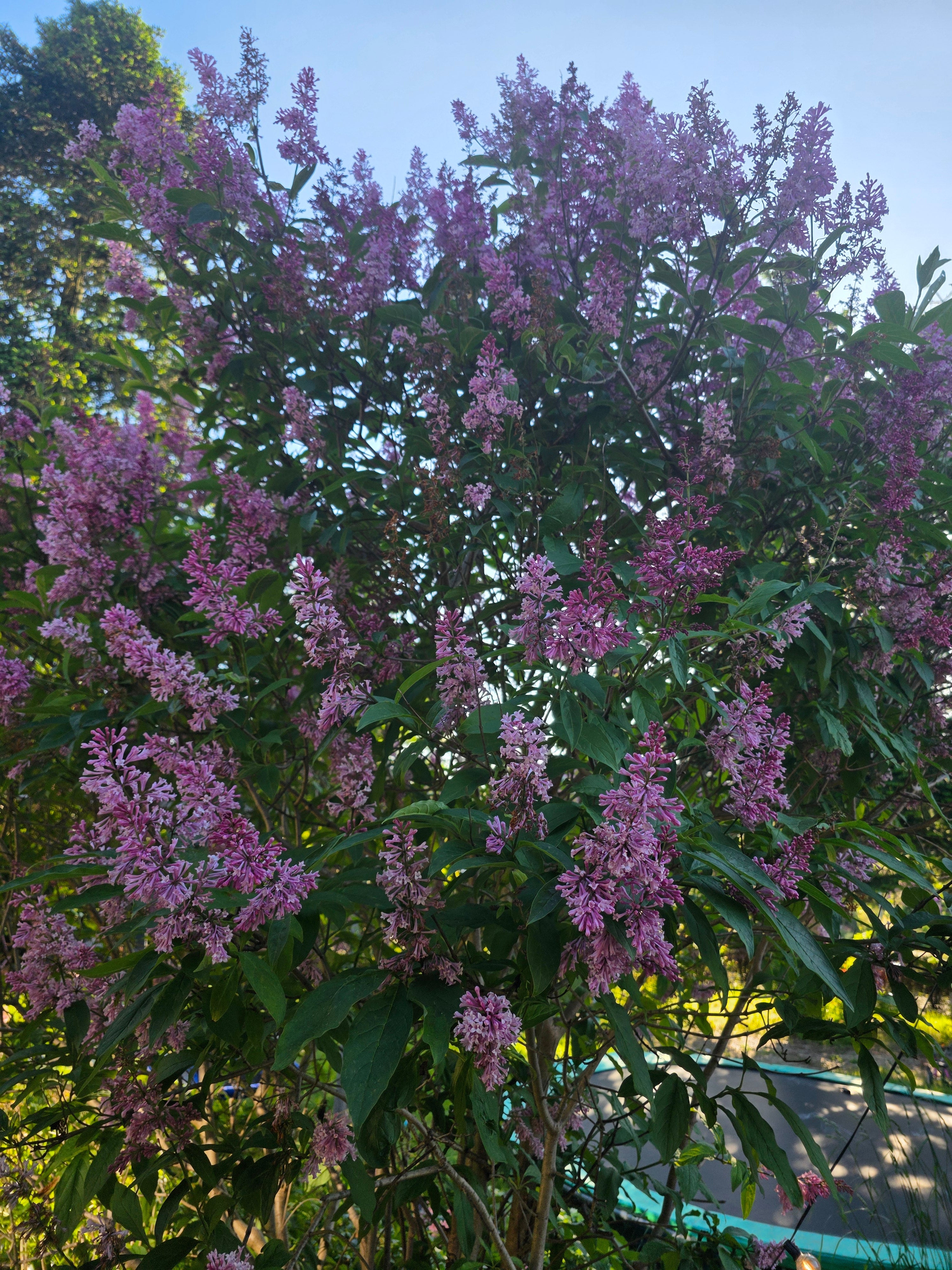 Bogenflieder - Syringa reflexa