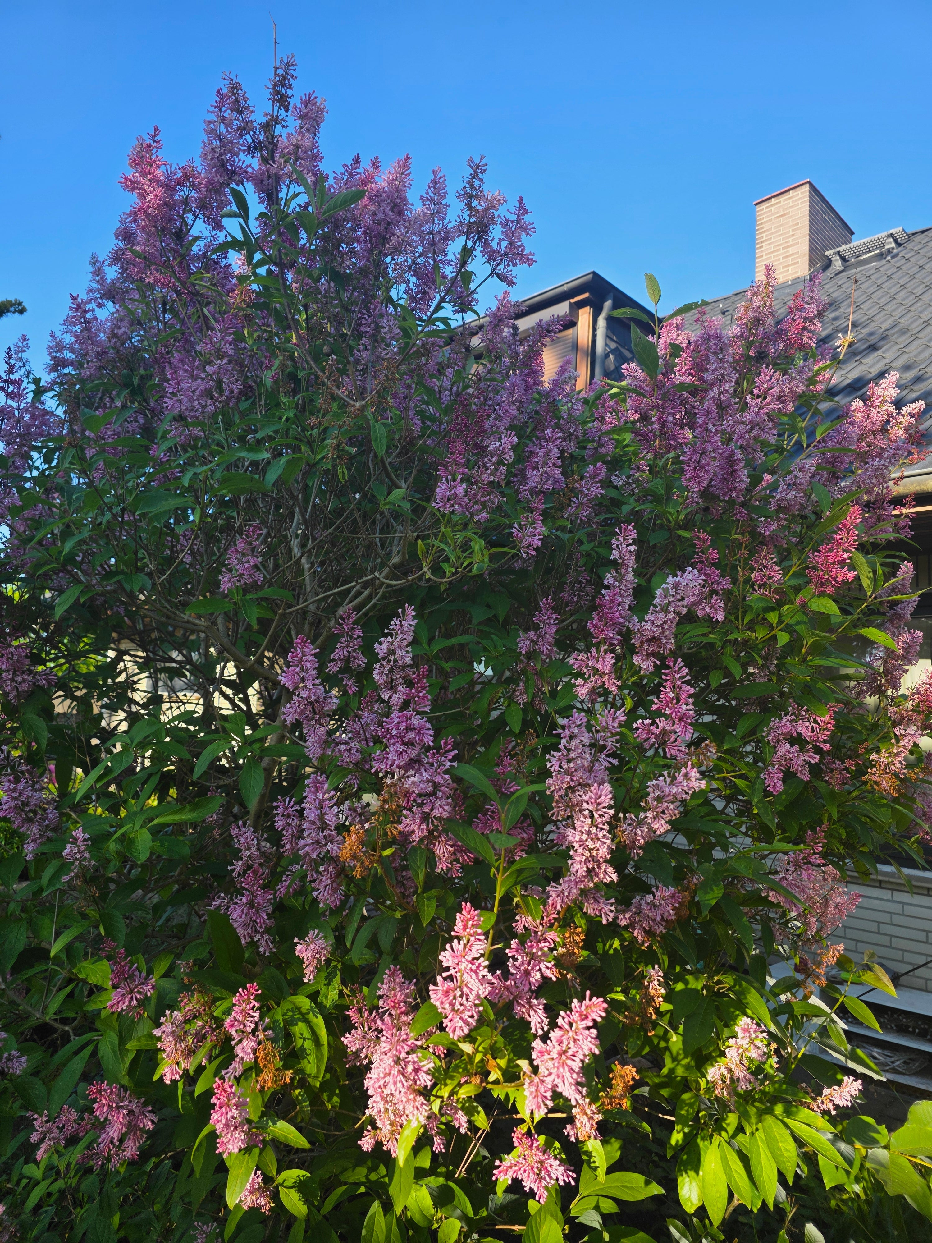 Bogenflieder - Syringa reflexa