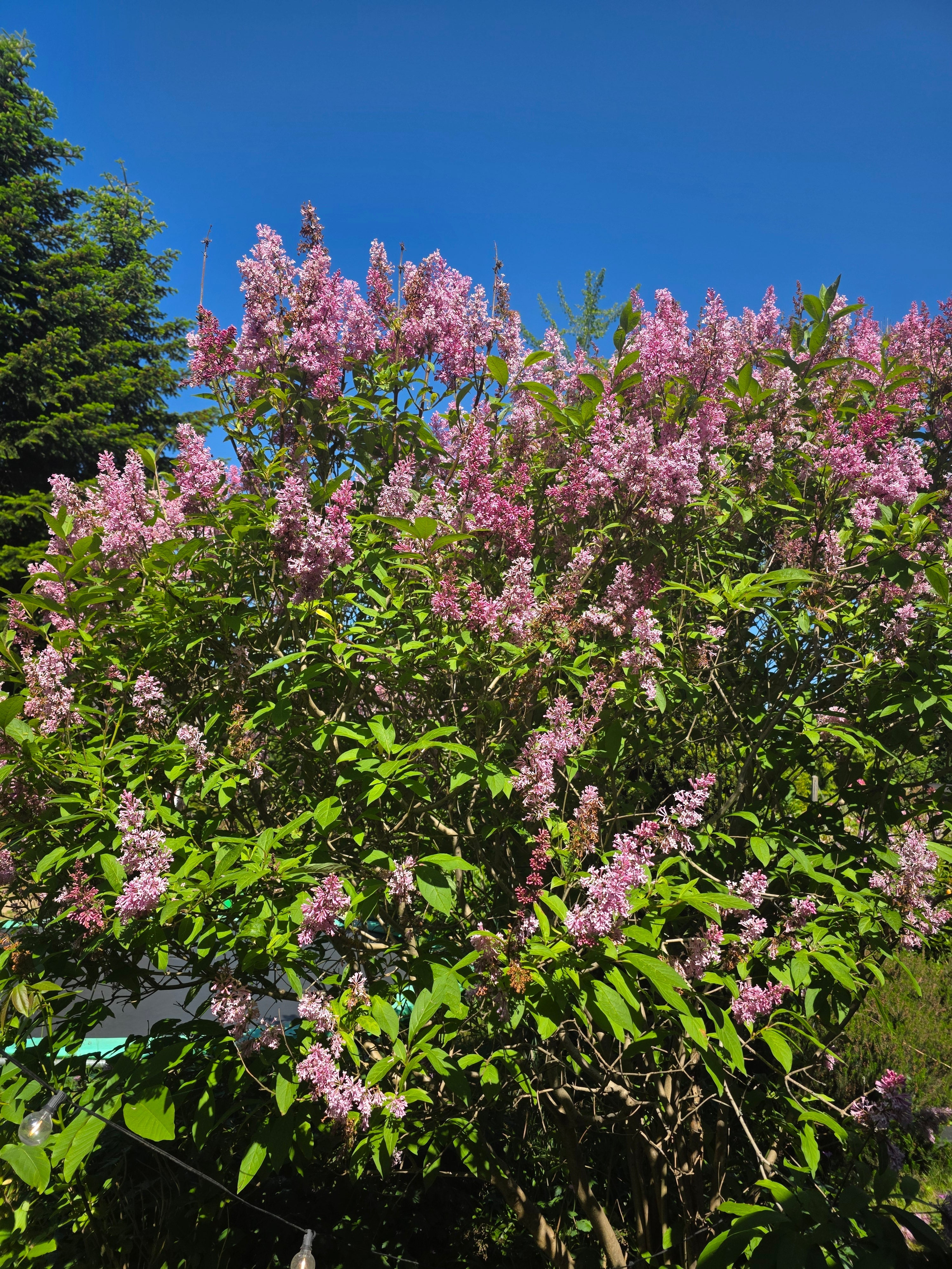 Bogenflieder - Syringa reflexa