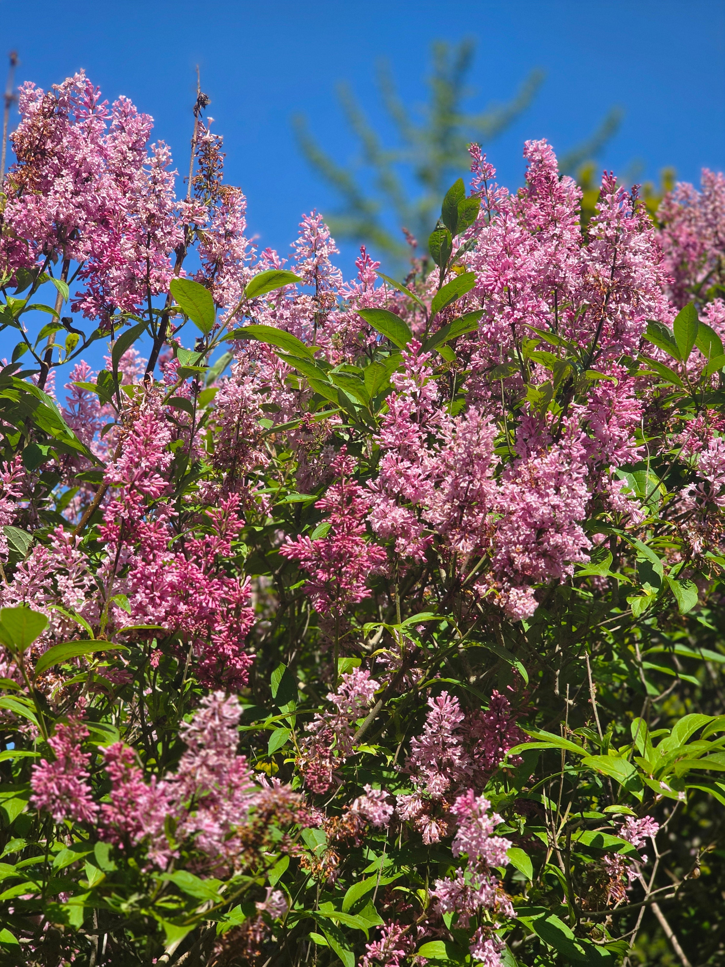 Bogenflieder - Syringa reflexa