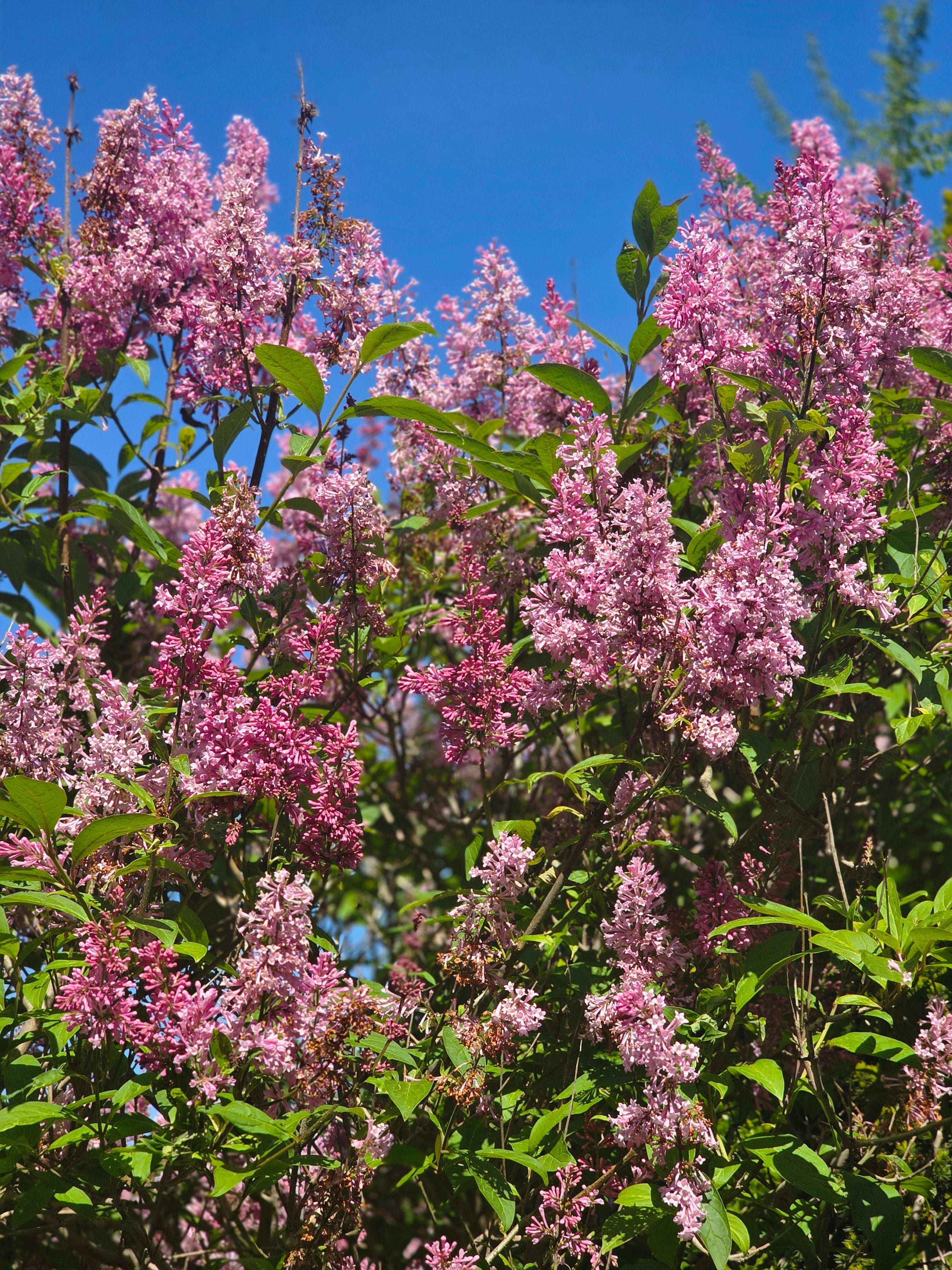 Bogenflieder - Syringa reflexa