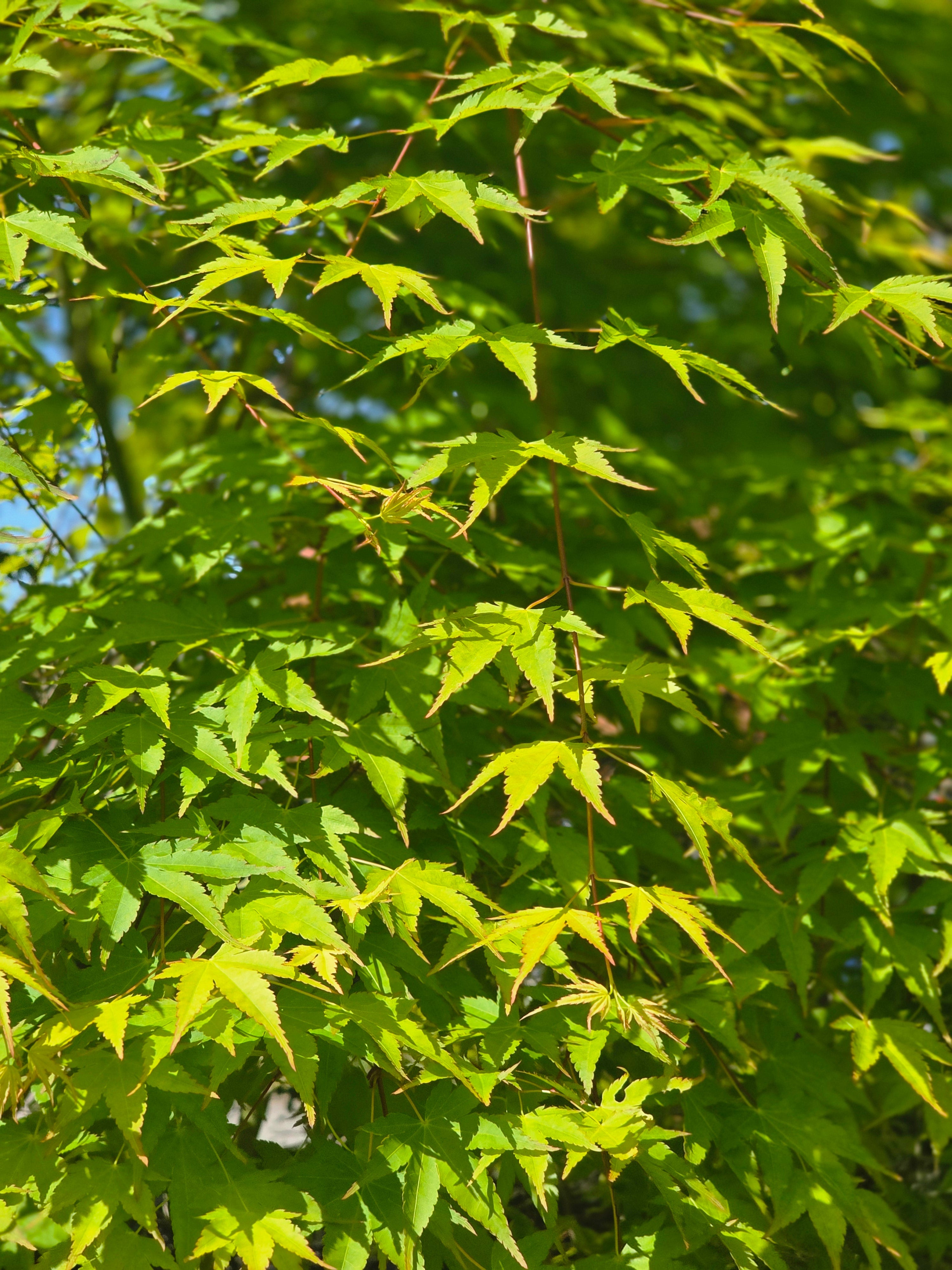 Fächerahorn 'Orange Dream' - Acer palmatum 'Orange Dream'