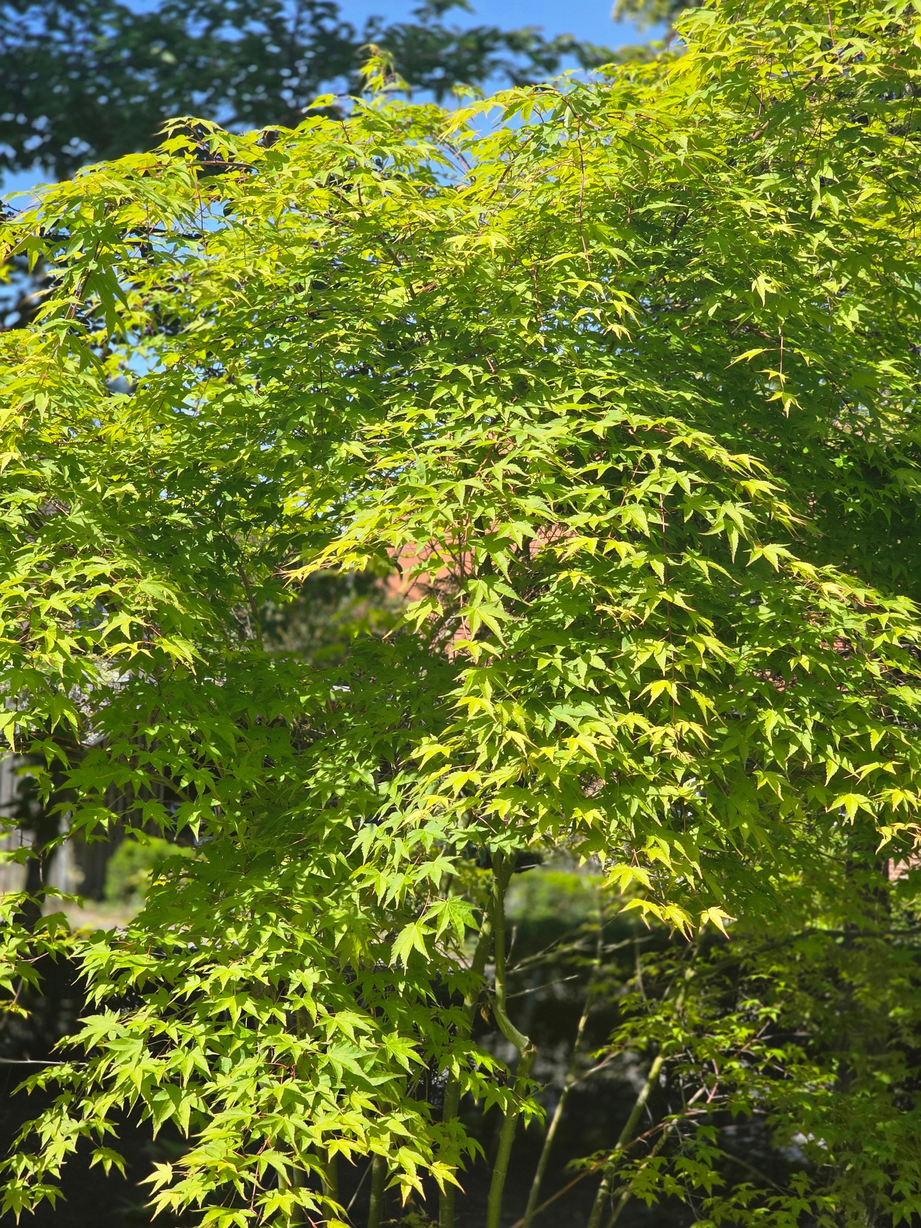 Fächerahorn 'Orange Dream' - Acer palmatum 'Orange Dream'