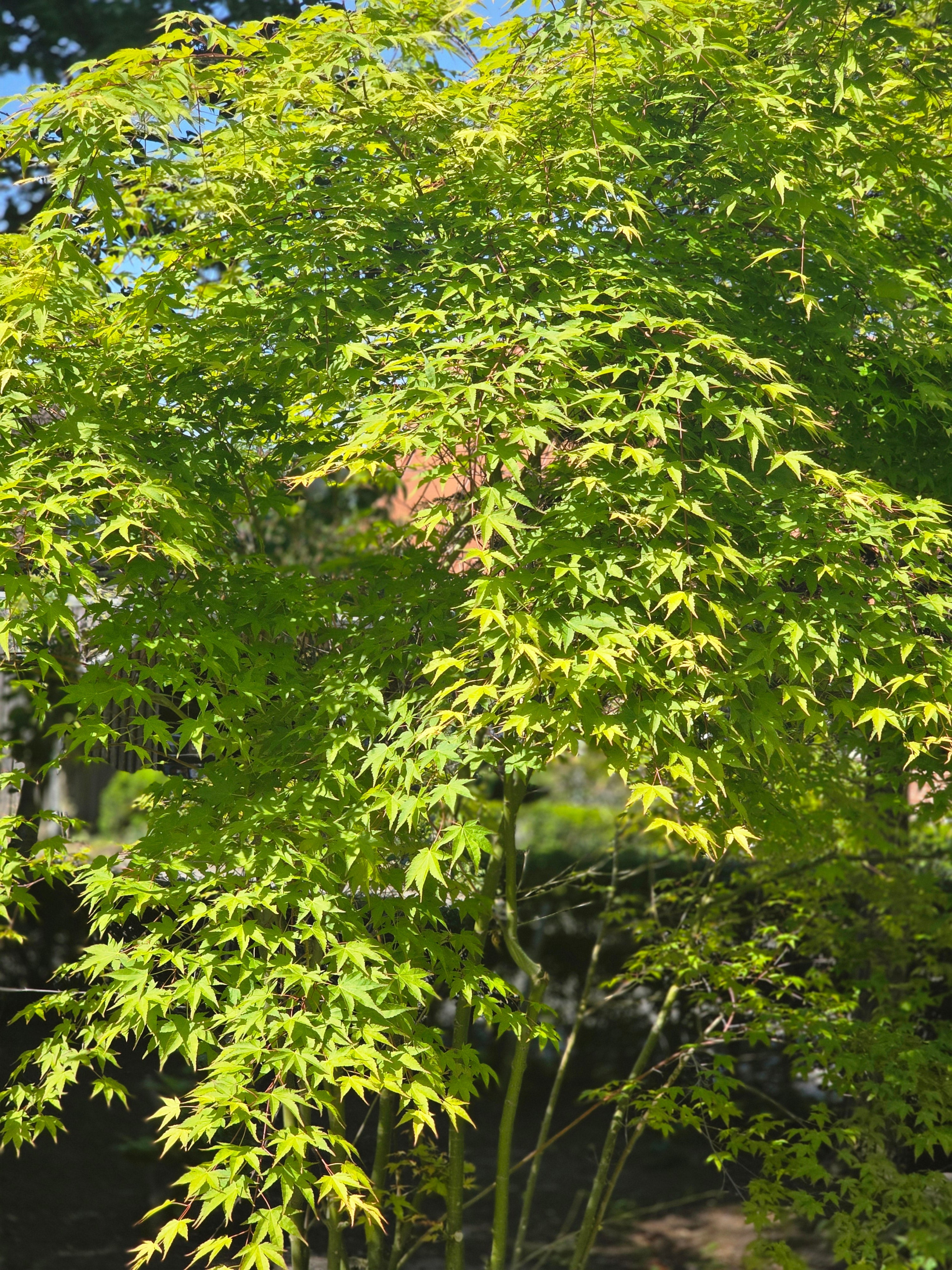 Fächerahorn 'Orange Dream' - Acer palmatum 'Orange Dream'