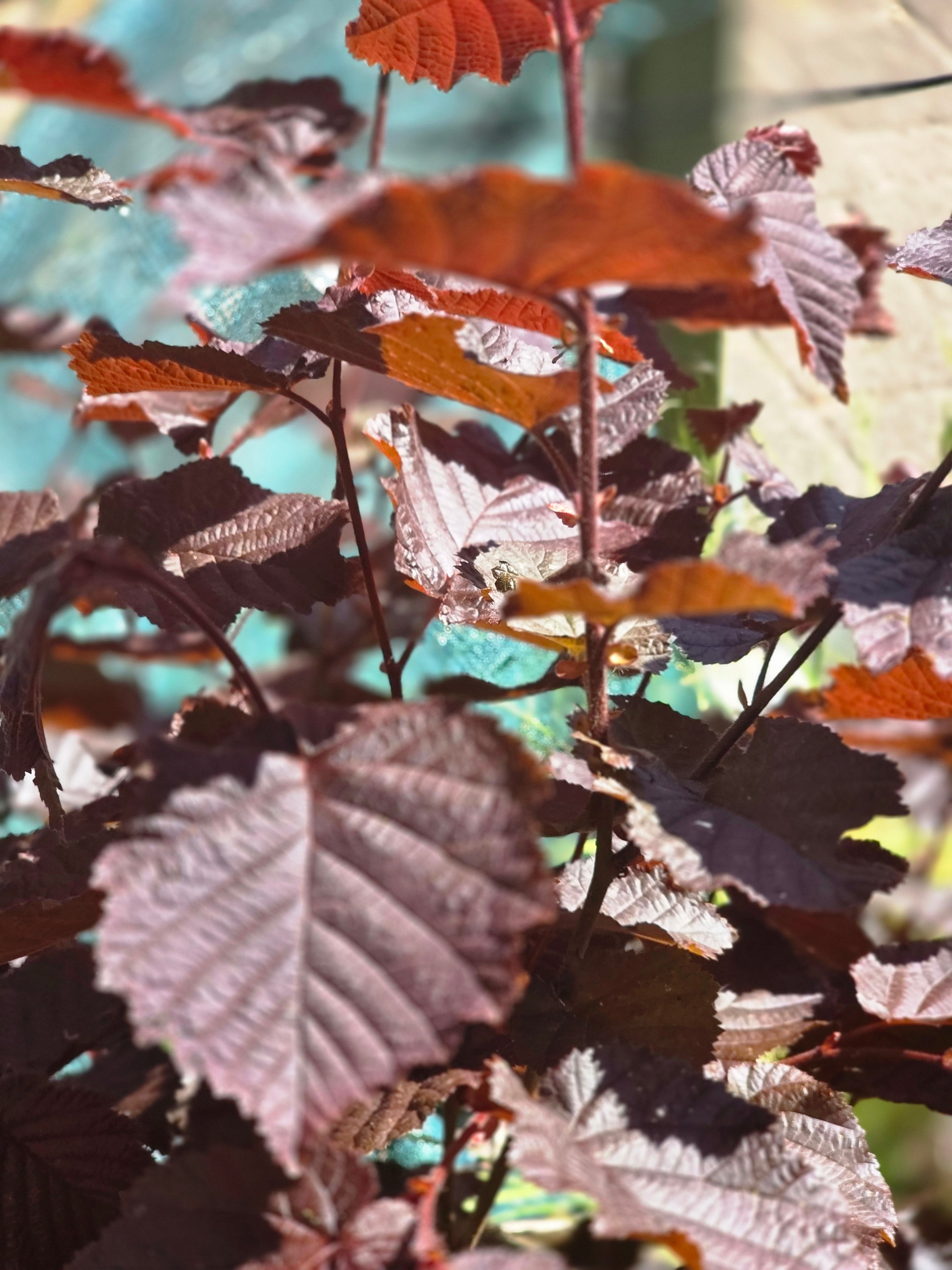 Großfrüchtige Waldhasel 'Rotbl.Zellernuss' - Corylus avellana 'Rotblättrige Zellernuss'