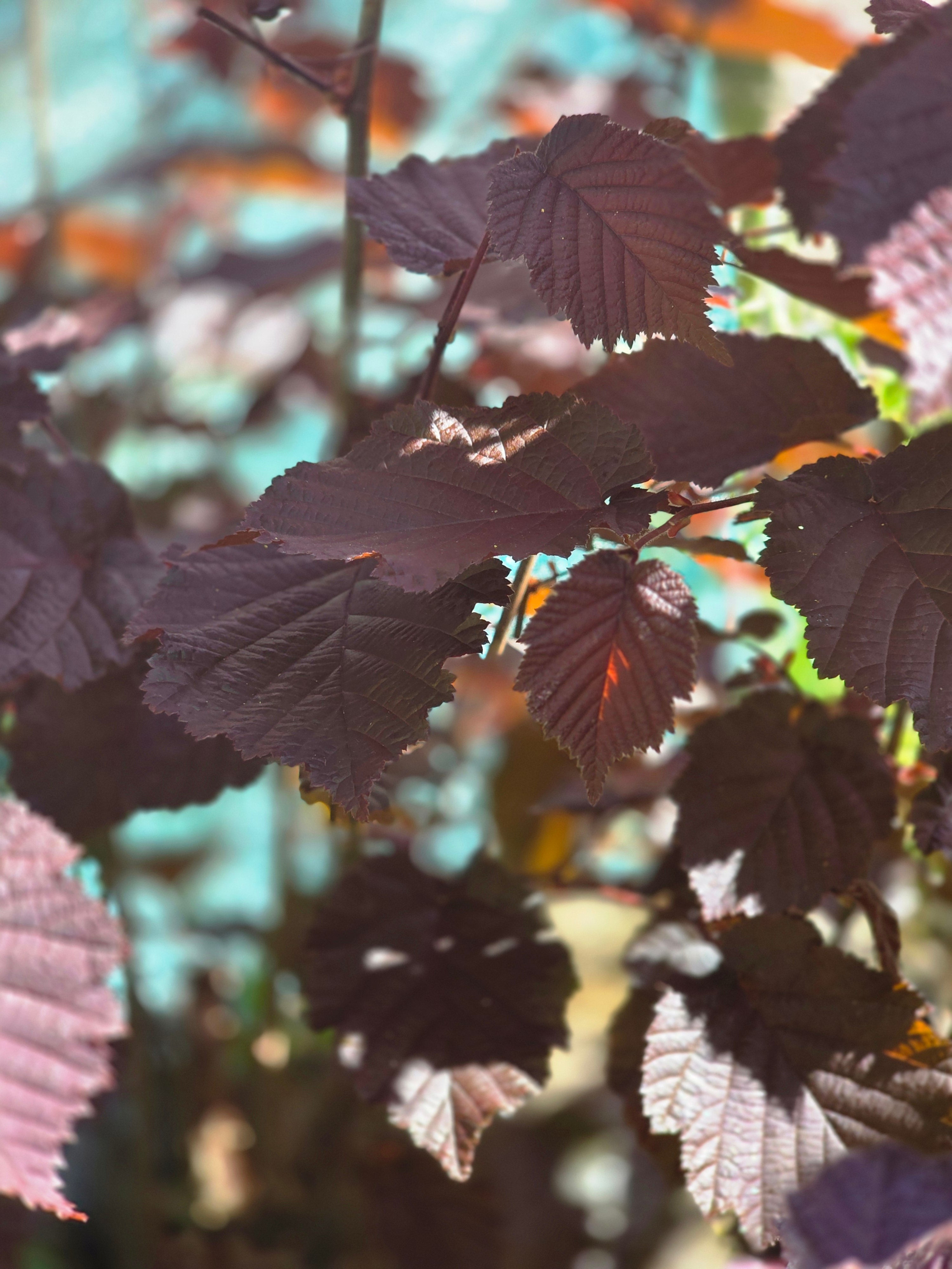 Großfrüchtige Waldhasel 'Rotbl.Zellernuss' - Corylus avellana 'Rotblättrige Zellernuss'