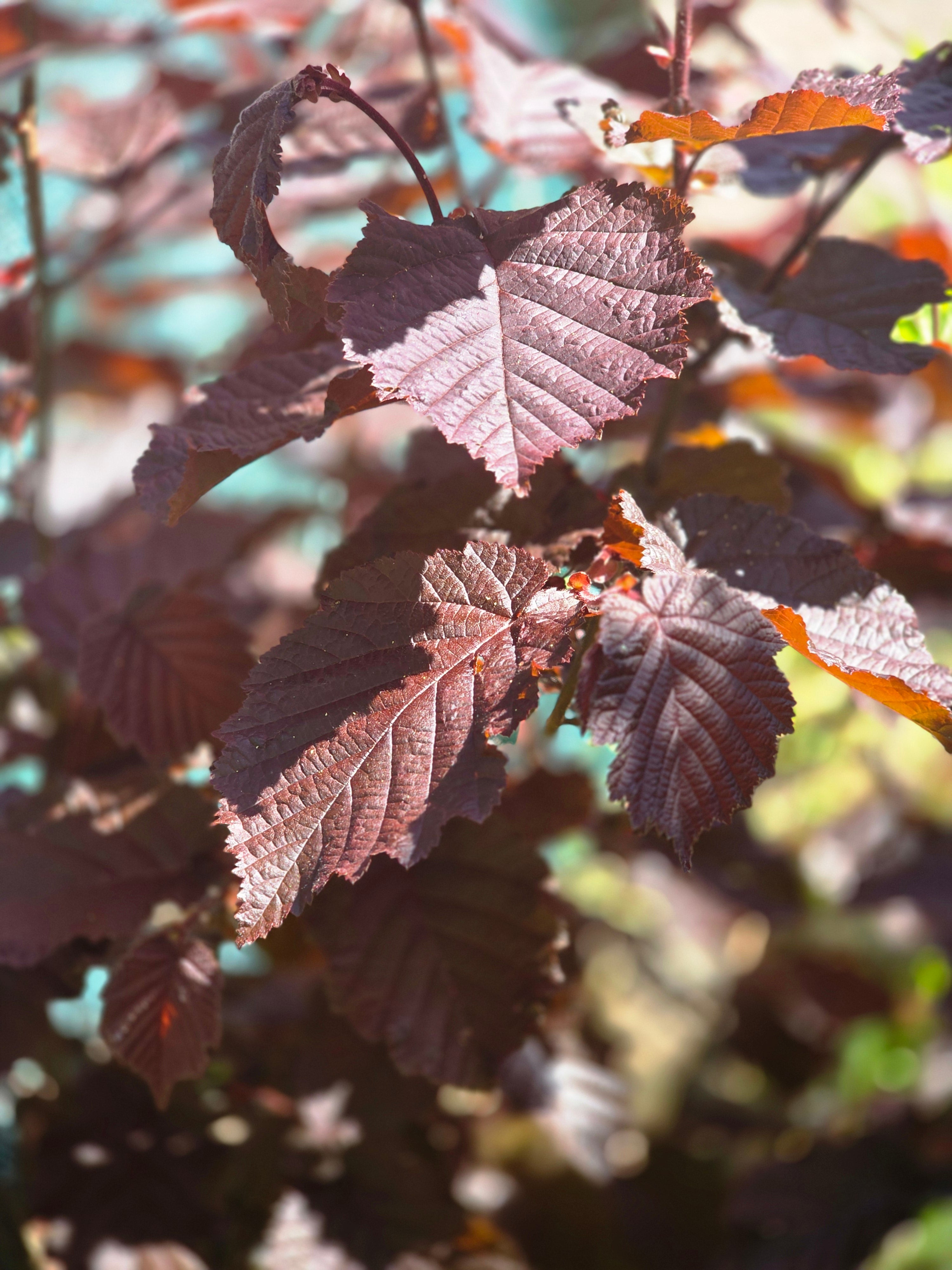 Großfrüchtige Waldhasel 'Rotbl.Zellernuss' - Corylus avellana 'Rotblättrige Zellernuss'