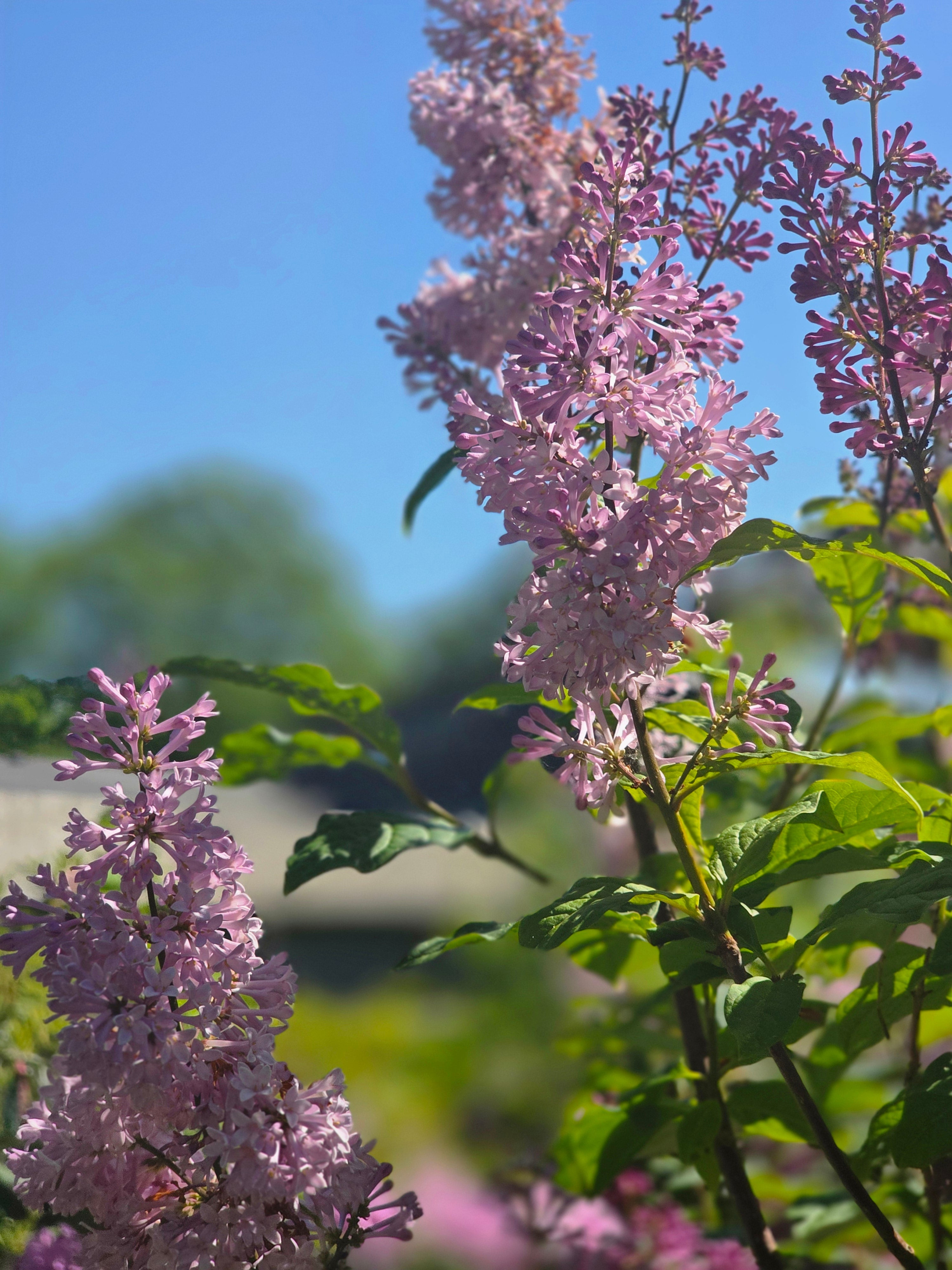 Ungarischer Flieder - Syringa josikaea