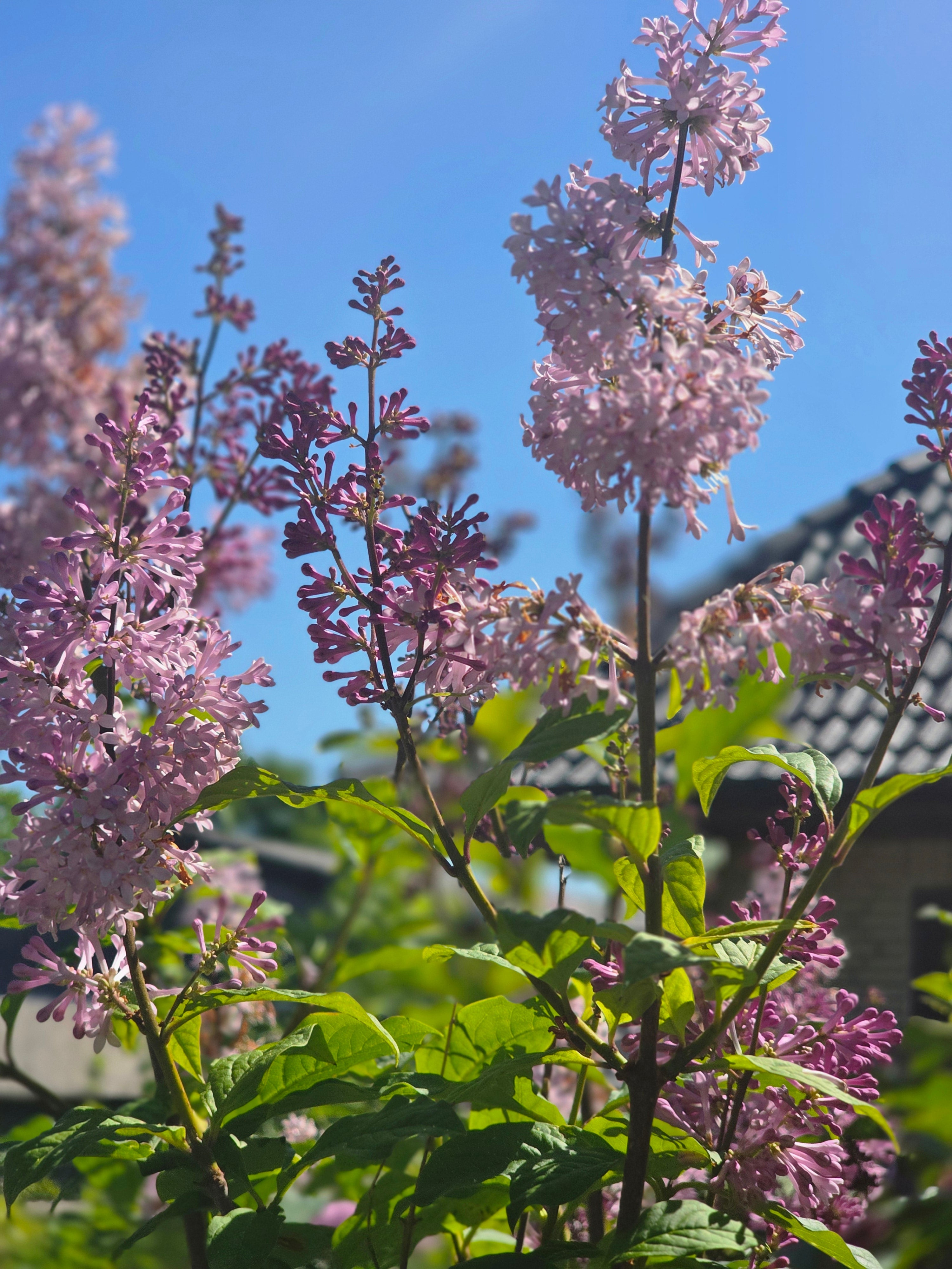 Ungarischer Flieder - Syringa josikaea