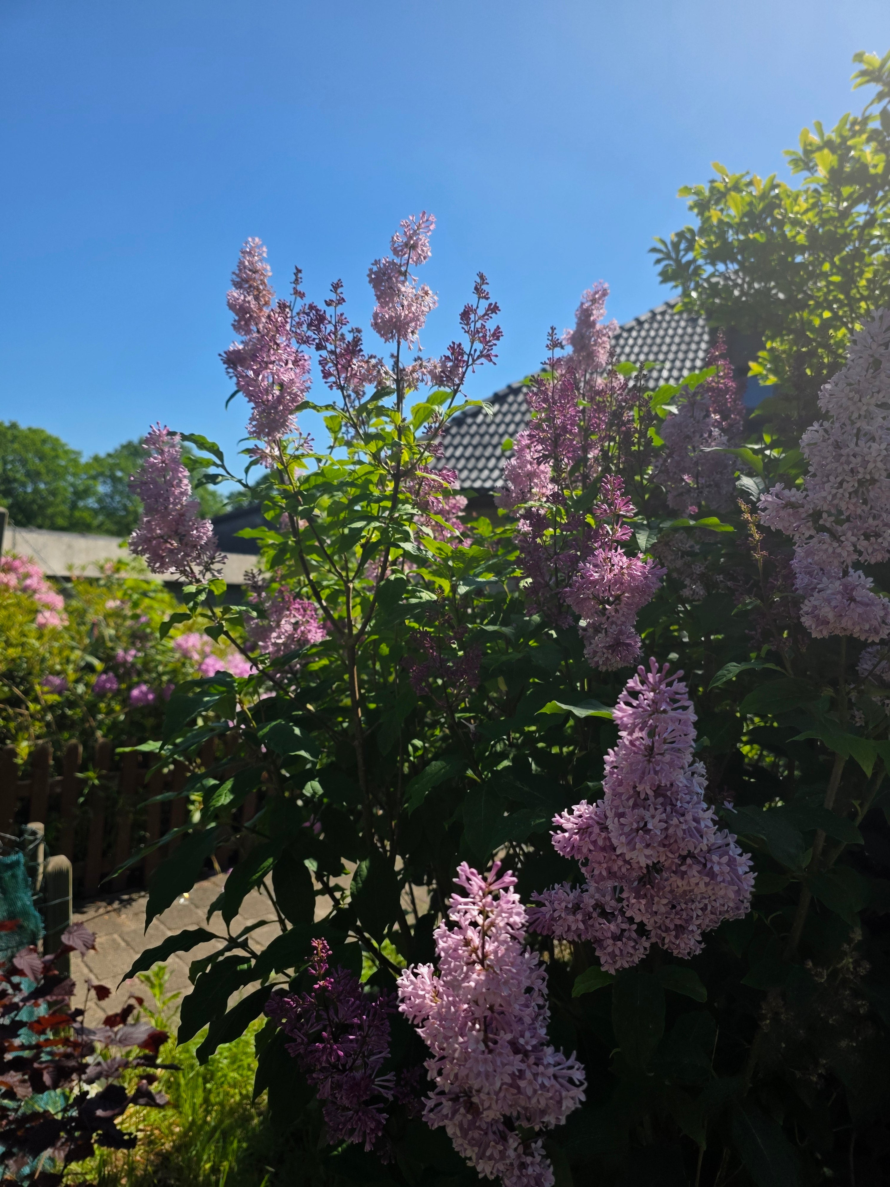 Ungarischer Flieder - Syringa josikaea