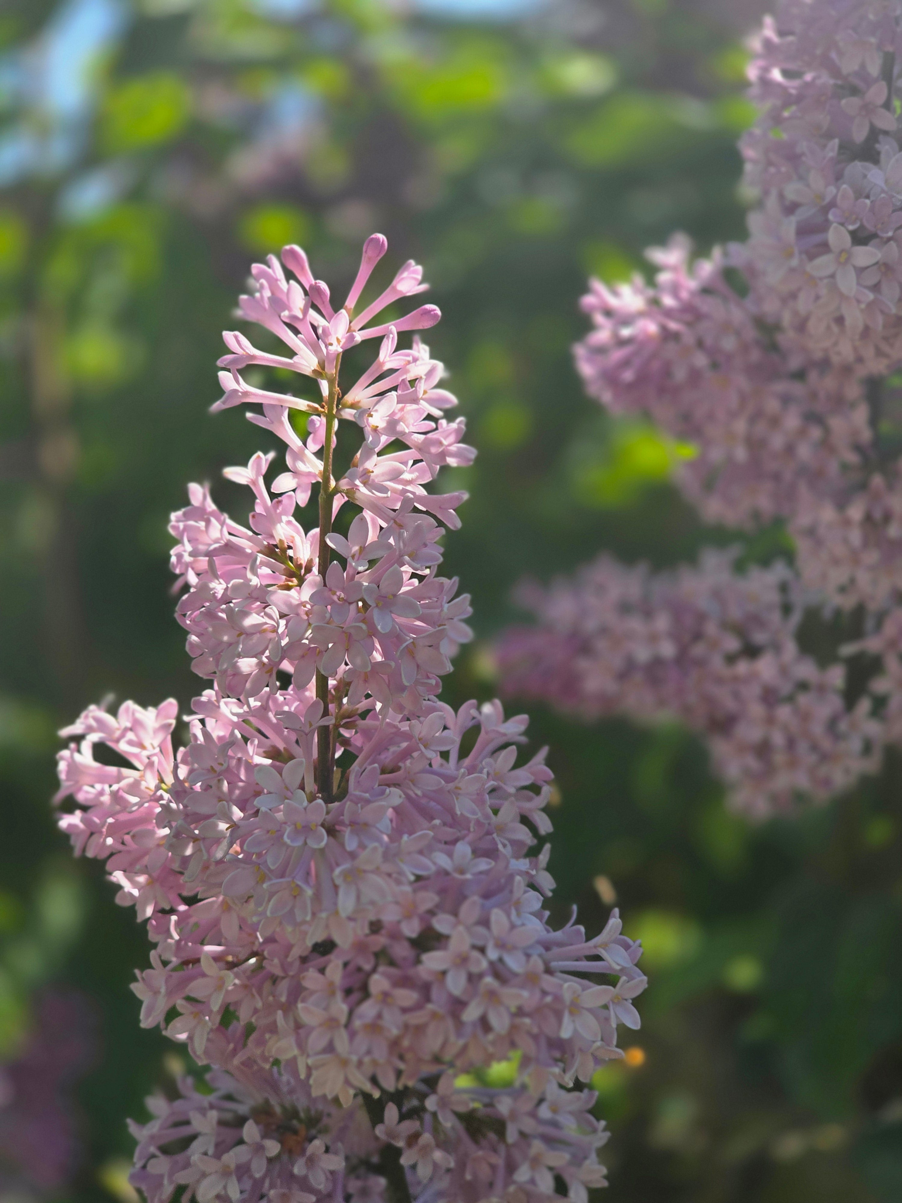 Ungarischer Flieder - Syringa josikaea