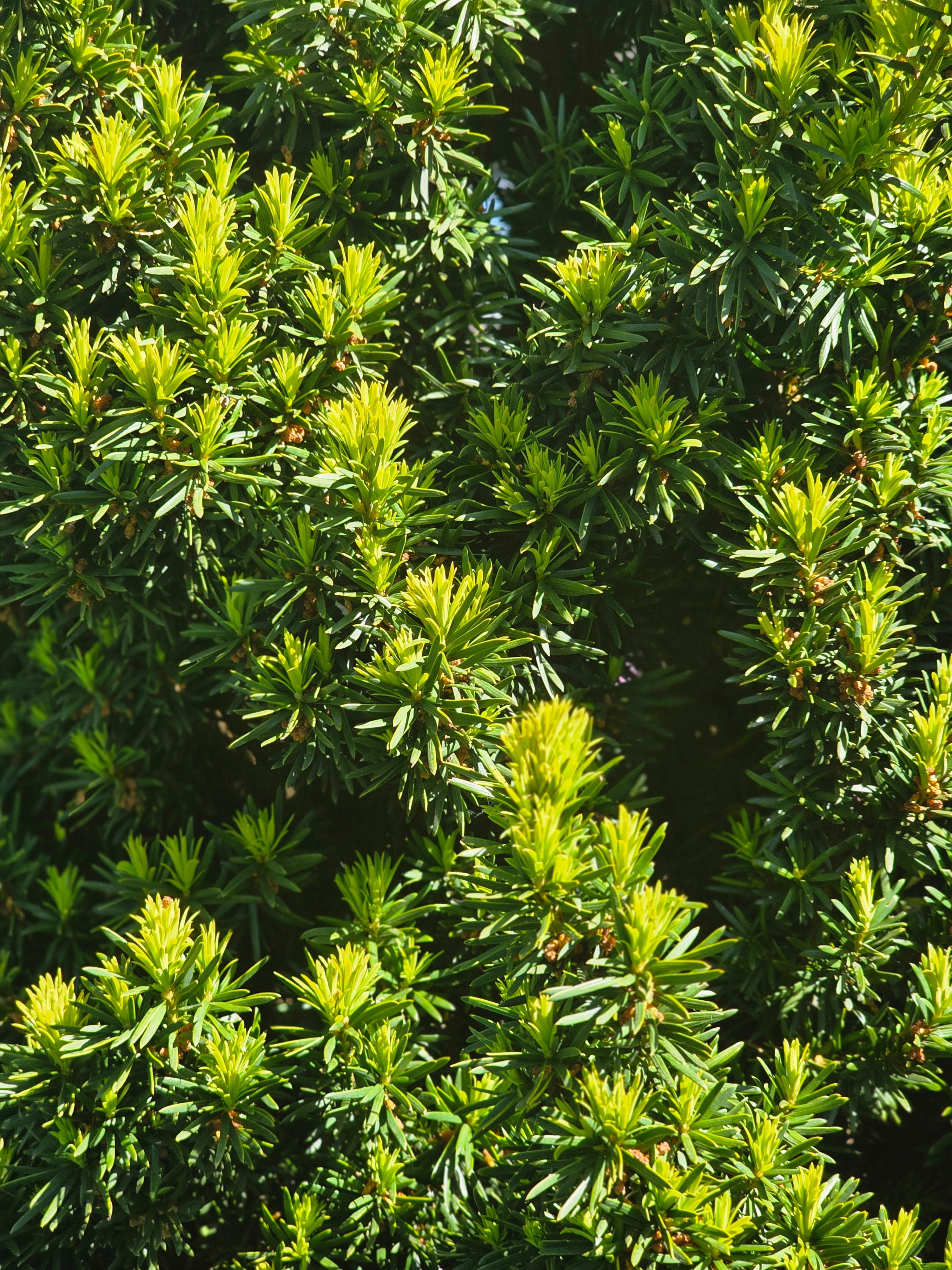 Schmale Säuleneibe - Taxus baccata 'Fastigiata Robusta'