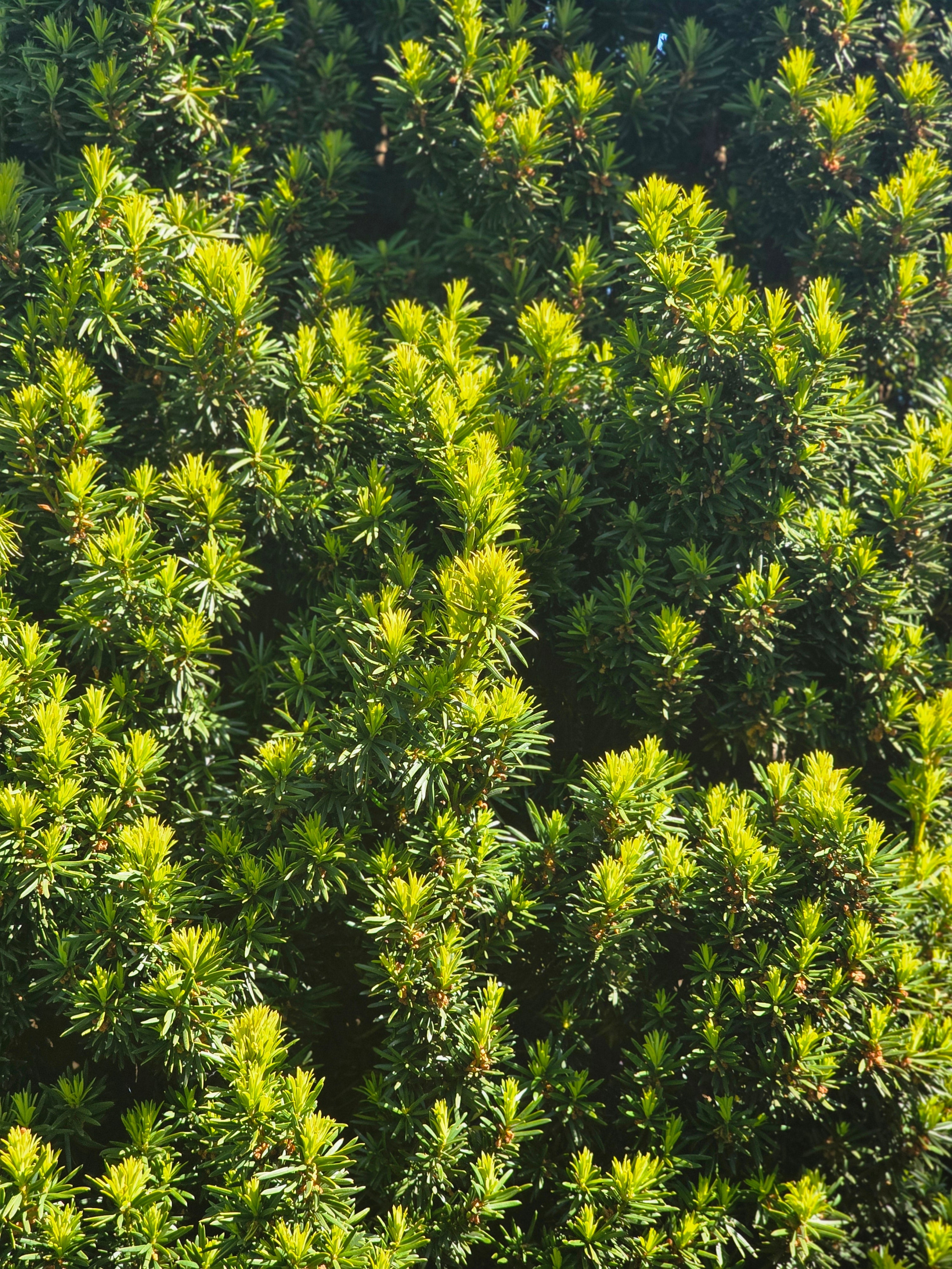 Schmale Säuleneibe - Taxus baccata 'Fastigiata Robusta'
