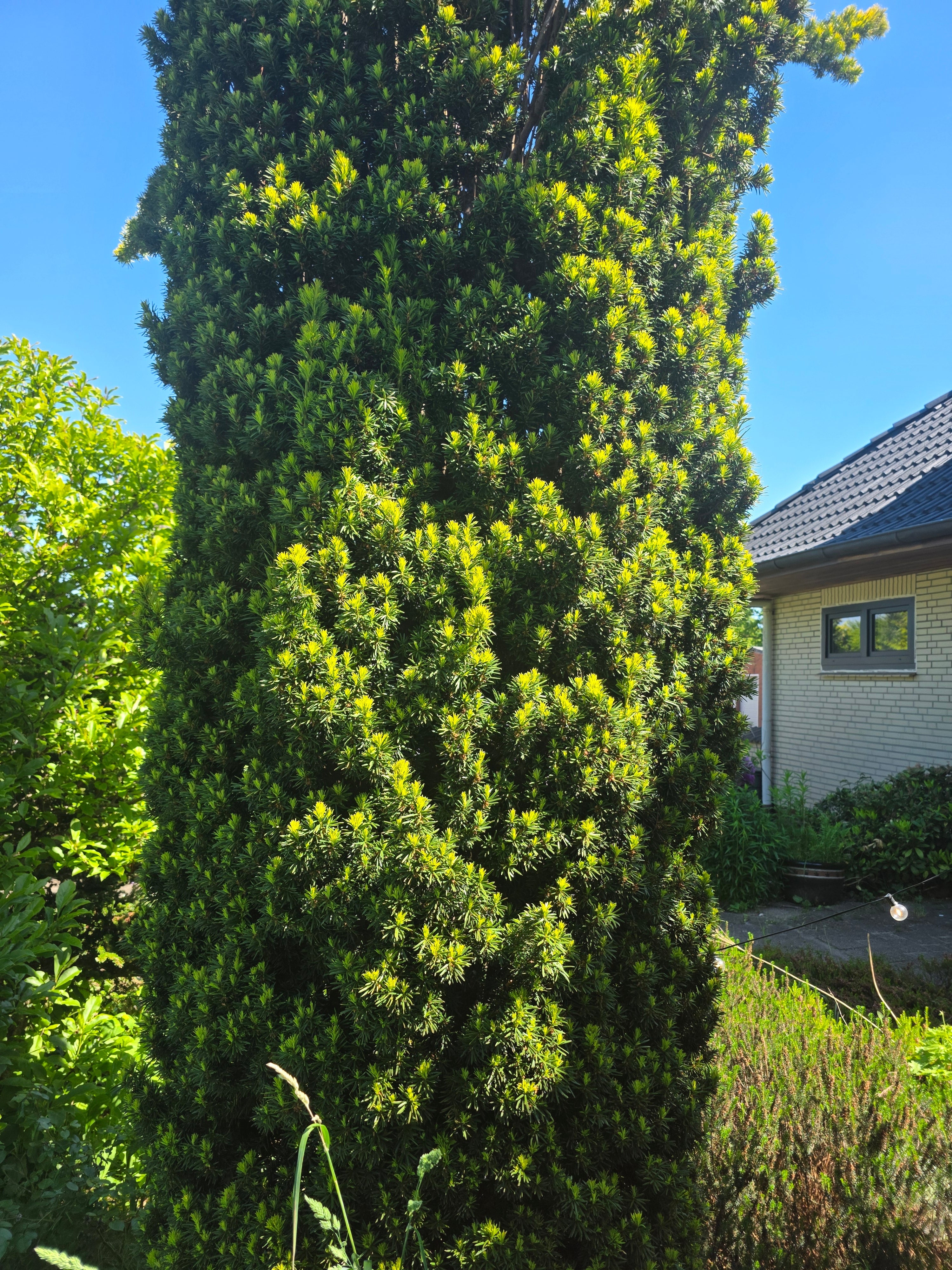 Schmale Säuleneibe - Taxus baccata 'Fastigiata Robusta'